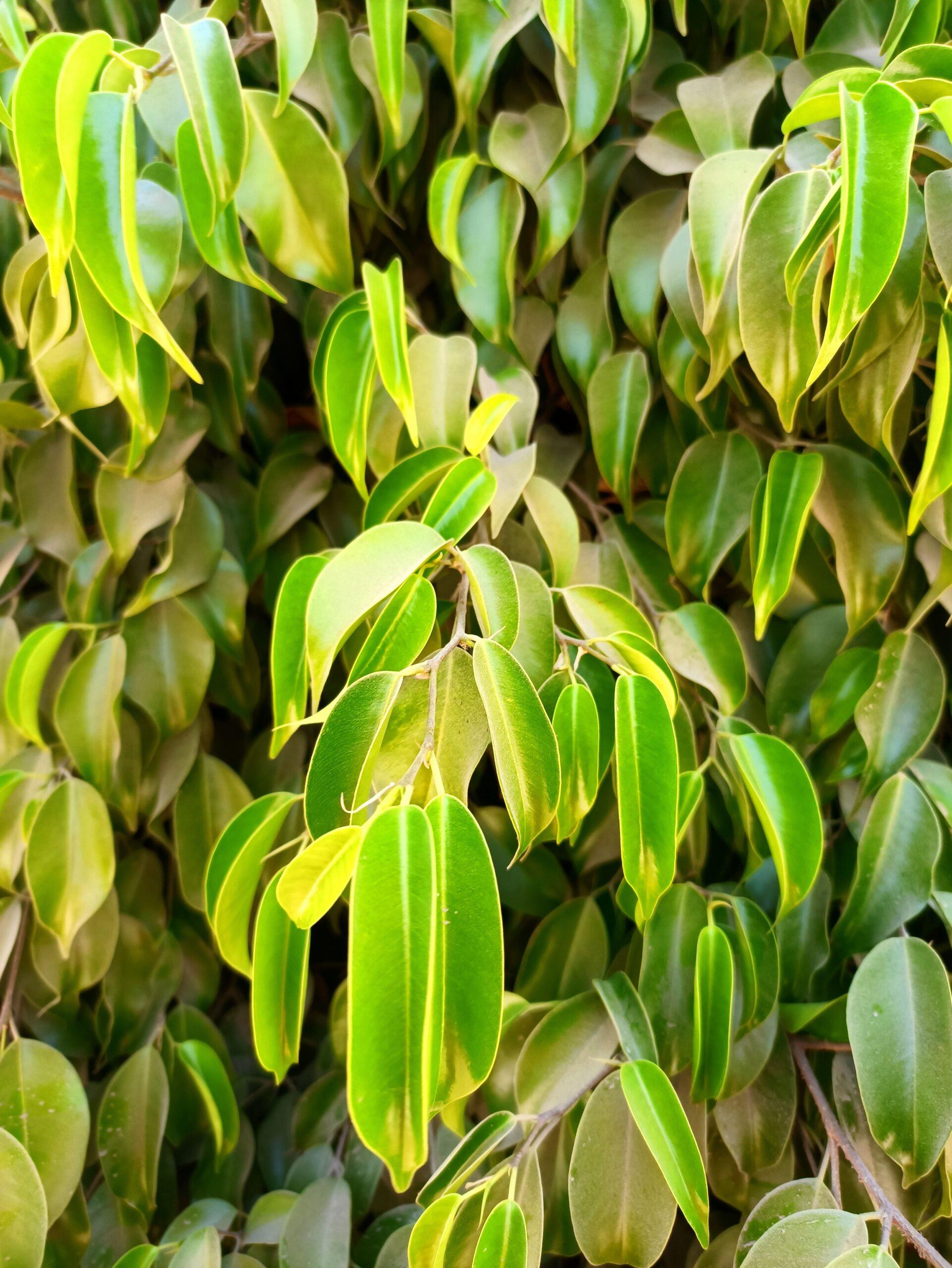 Le ficus de Benjamin : une star d’intérieur, mais pas sans caprices
