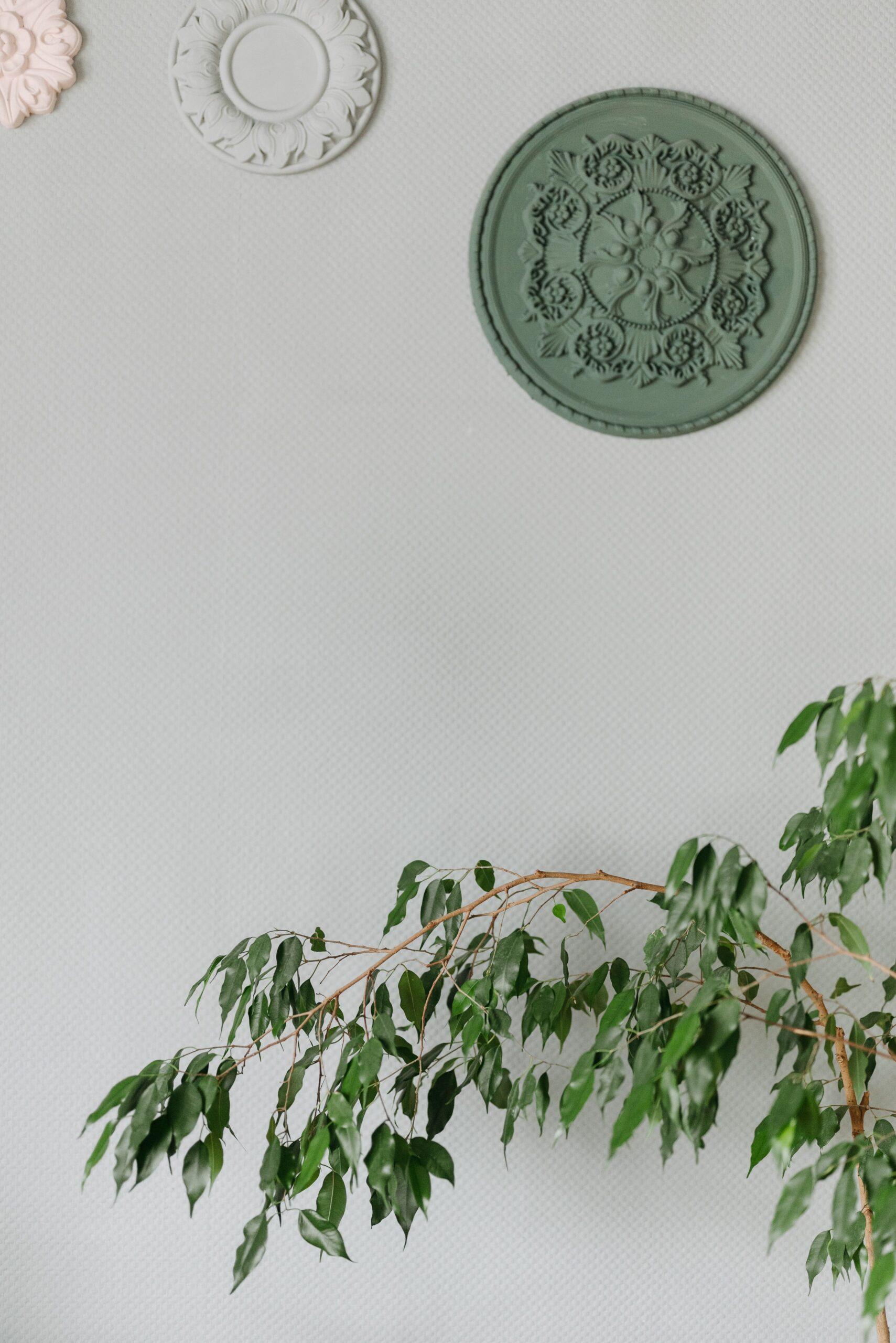Toxique ou pas ? Le latex du ficus sur la sellette