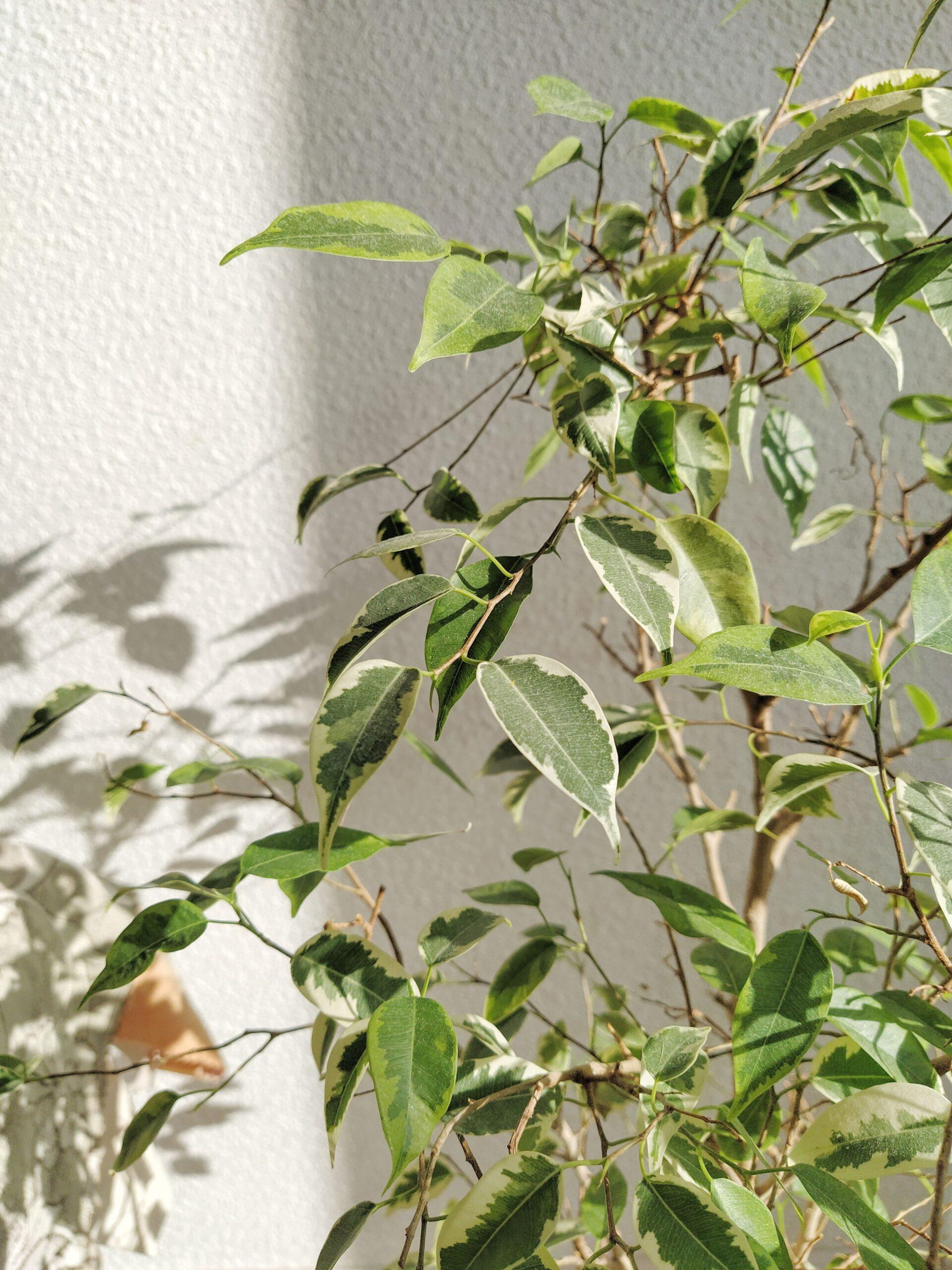 Superstitions et signes : quand le ficus fait parler de lui