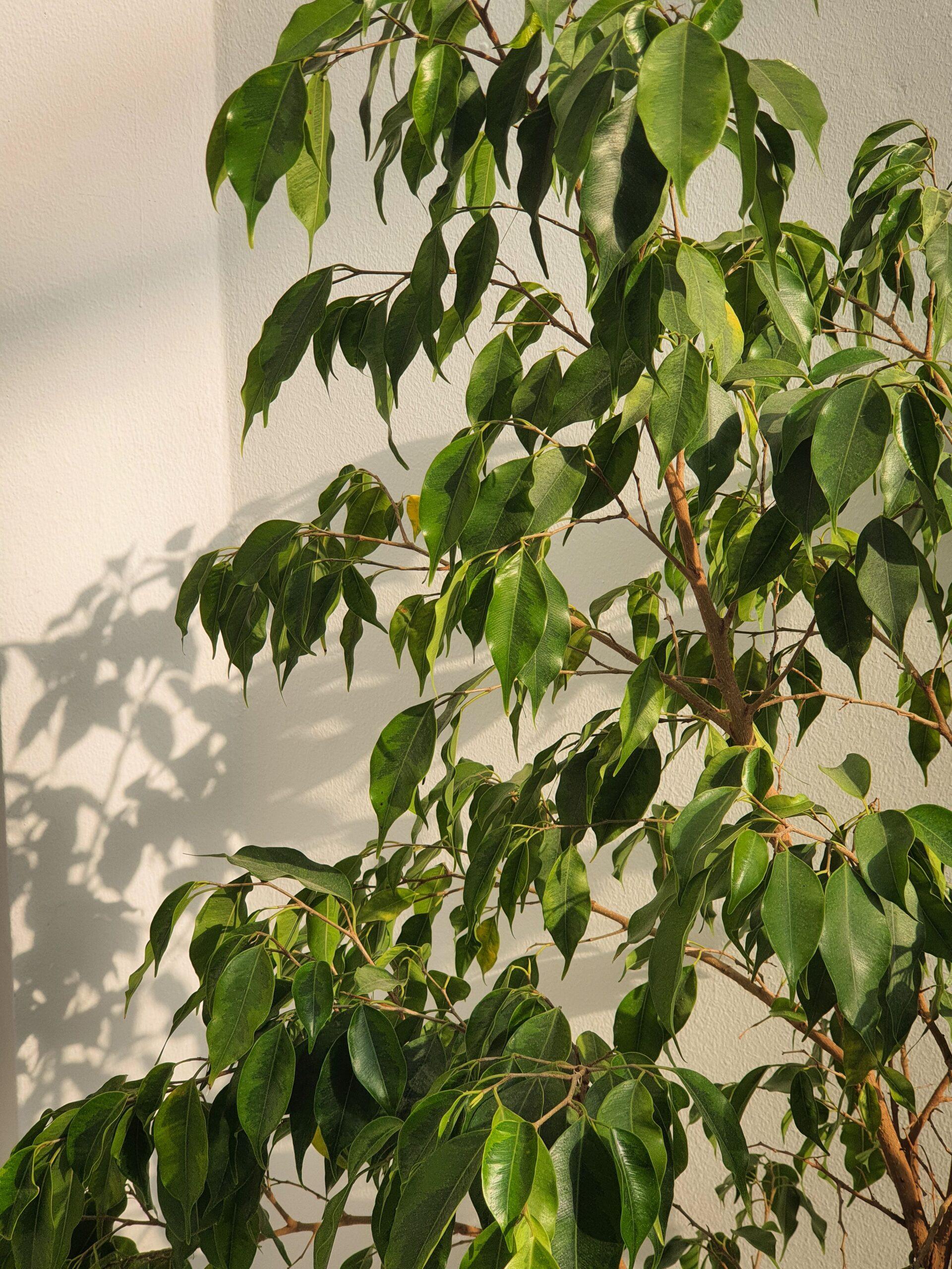 Variétés de ficus : la grande famille du feuillage