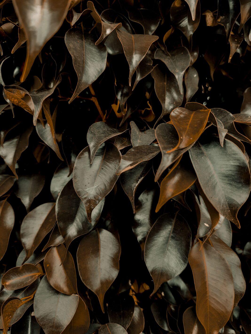 Detailed view of dark green, glossy Ficus leaves in natural light.