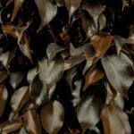 Detailed view of dark green, glossy Ficus leaves in natural light.