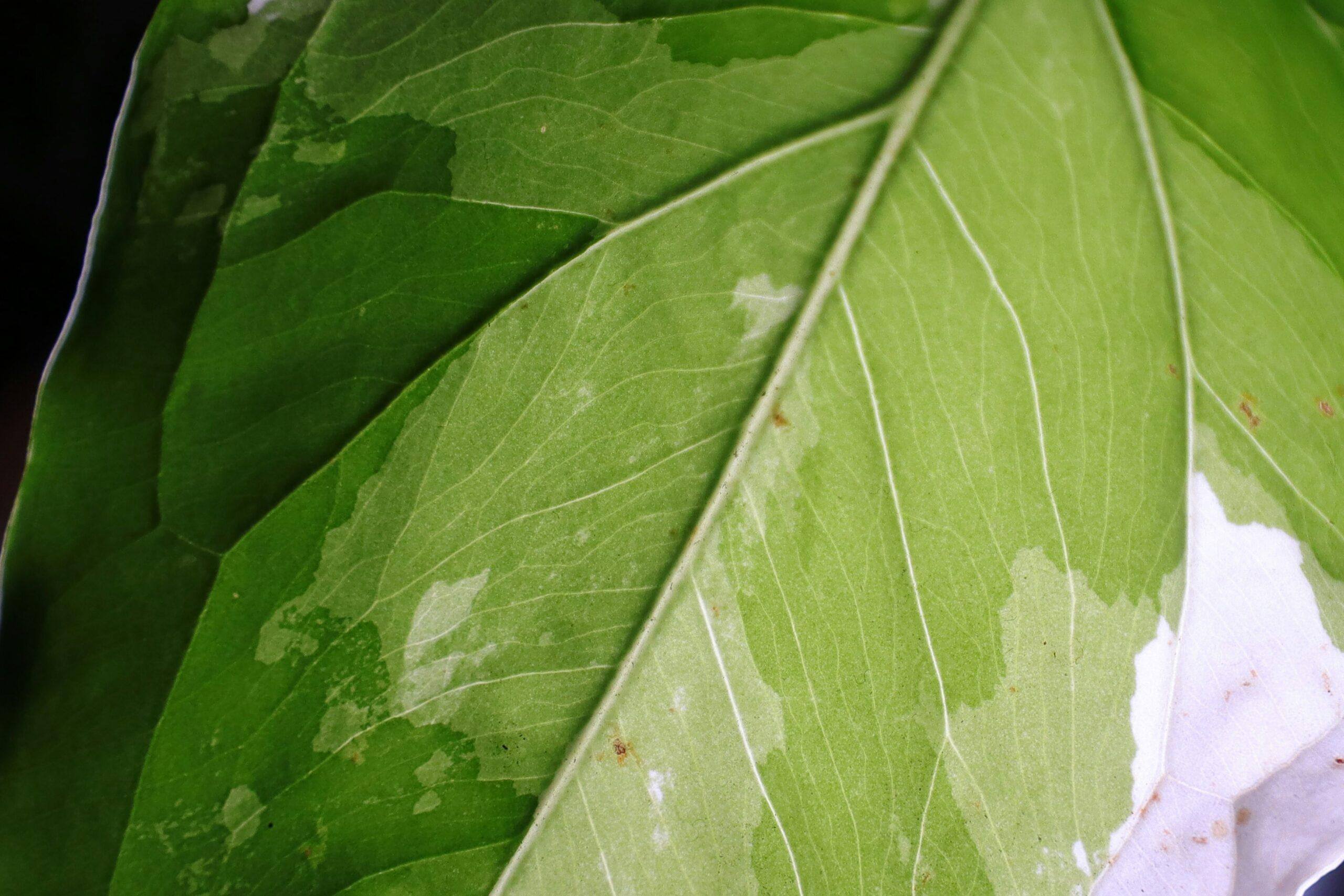 Ficus sous tension : l’eau, ni trop ni trop peu