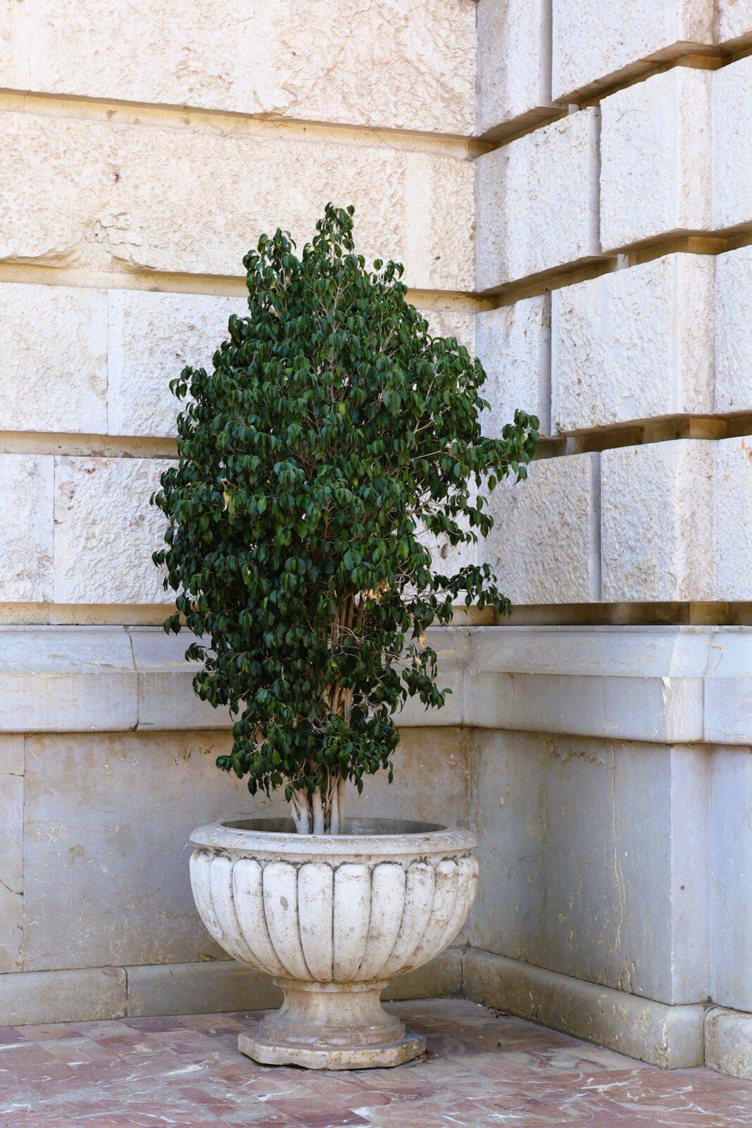 A lush green ficus tree in a decorative stone planter set against a textured stone wall.