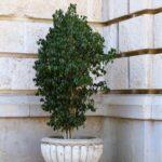 Rempoter un Ficus d Appartement Quand Comment et Quelle Frequence A lush green ficus tree in a decorative stone planter set against a textured stone wall.