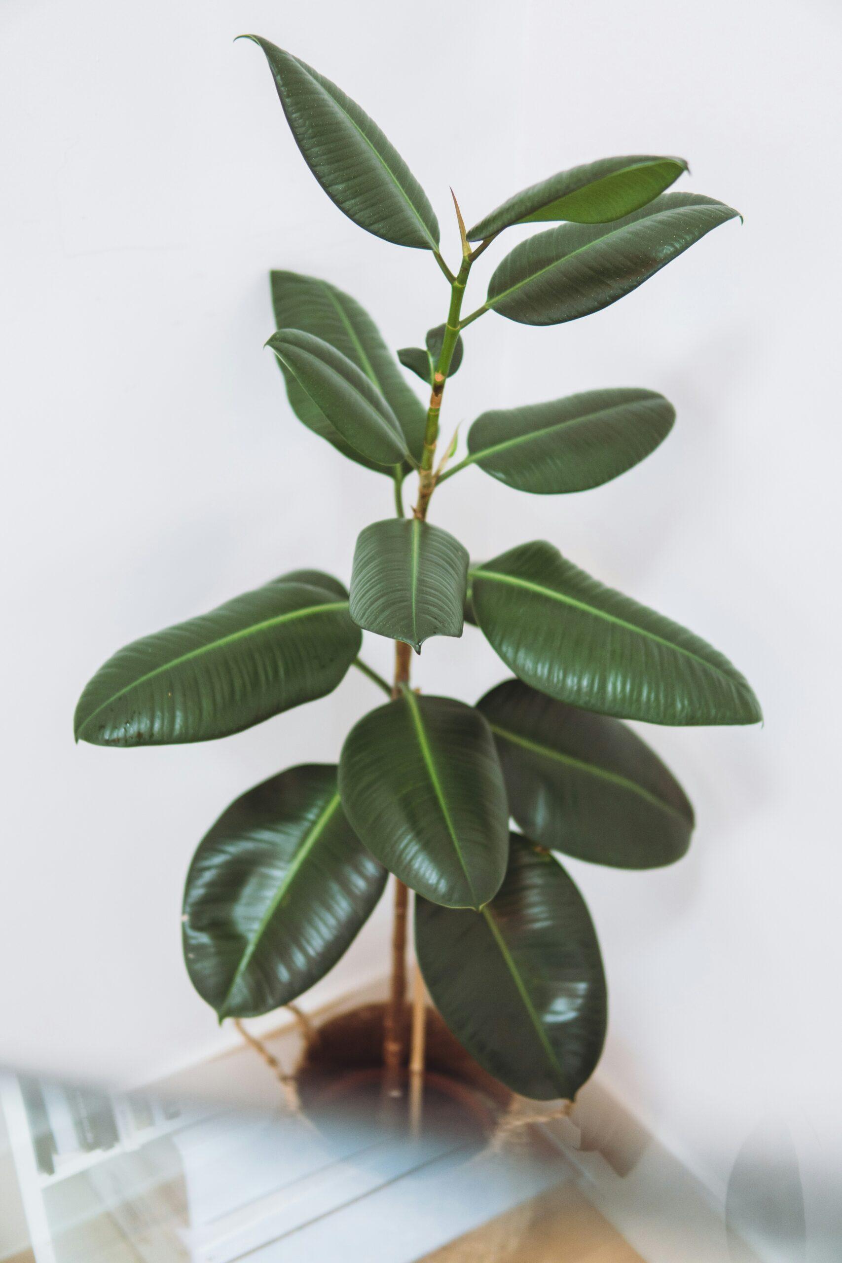Rempoter un ficus d’intérieur sans faux pas,pour qu’il reste en forme