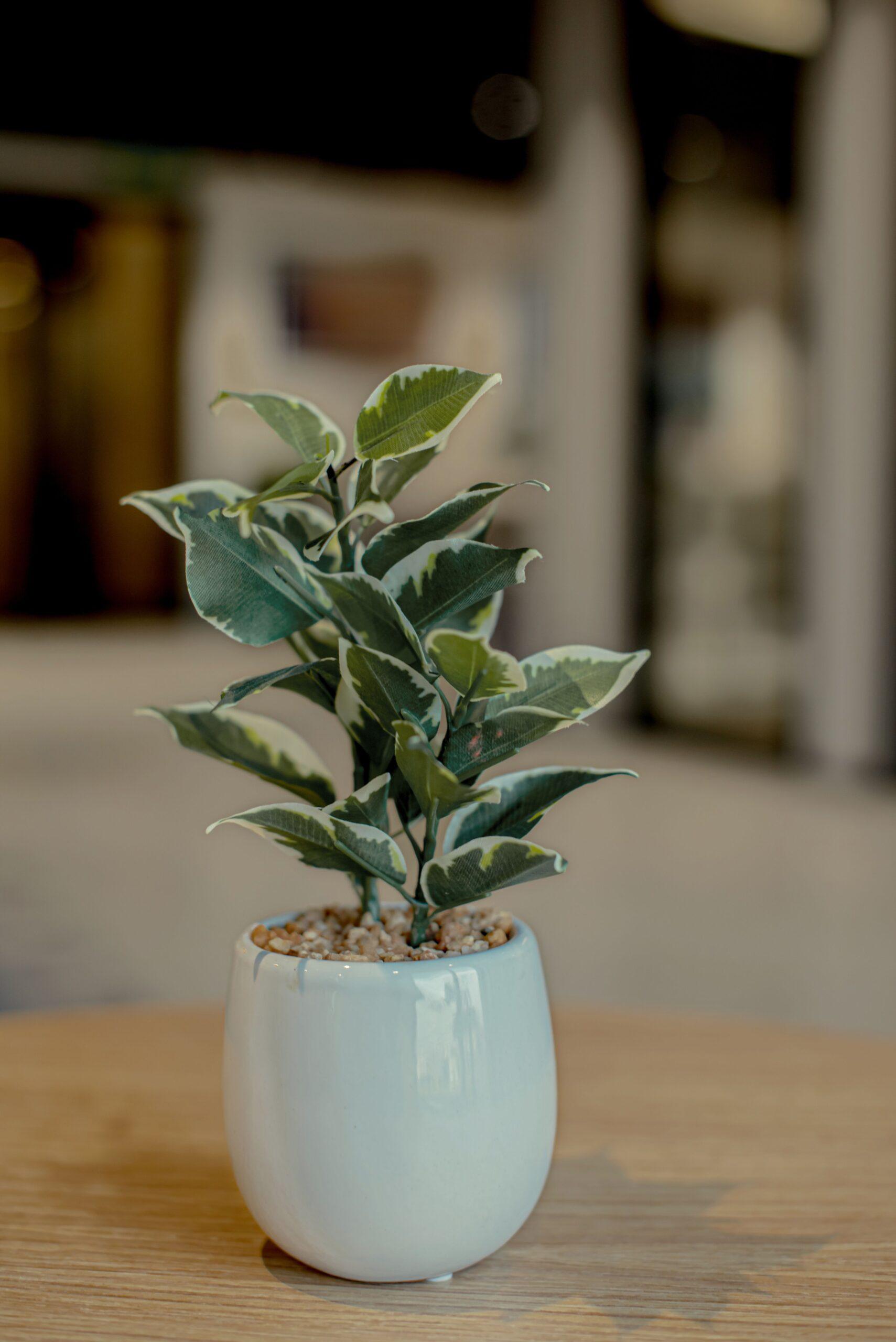 Pourquoi votre ficus réclame un nouveau pot