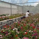 A person working in a vibrant greenhouse full of colorful flowers.