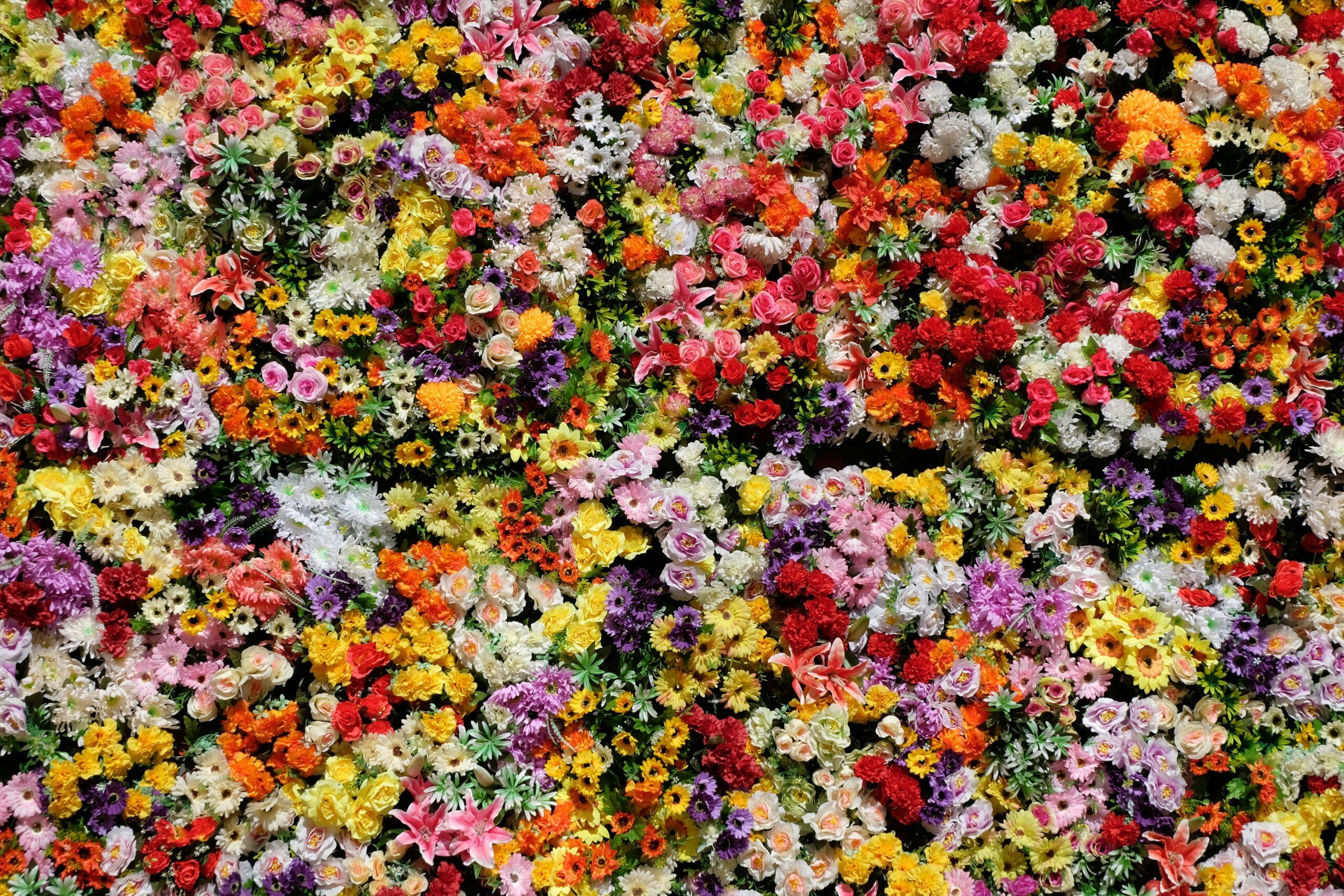 Quelles fleurs mettre en route en janvier et février ?