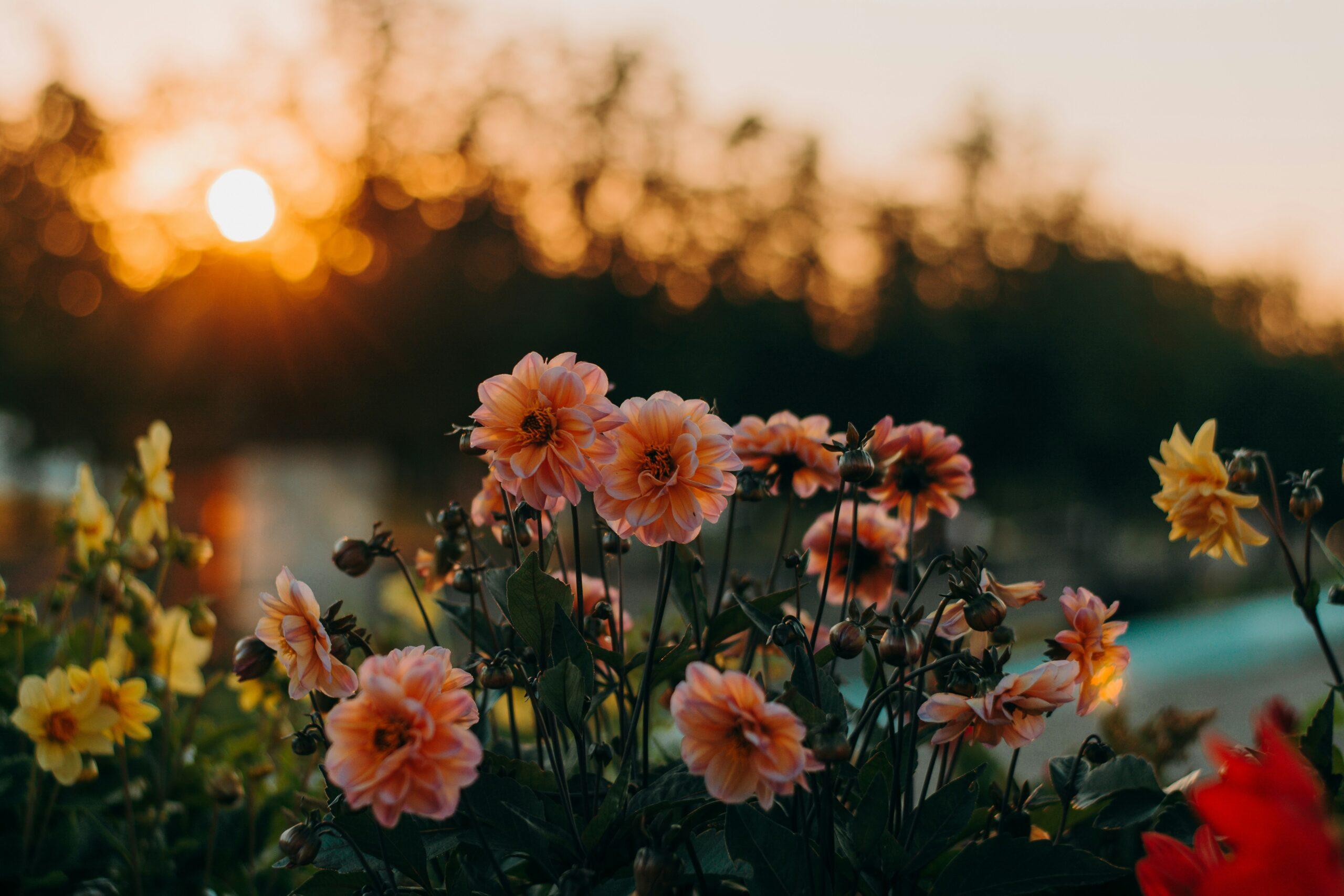 Floraison d’avance : semer les fleurs en hiver, même si le jardin dort