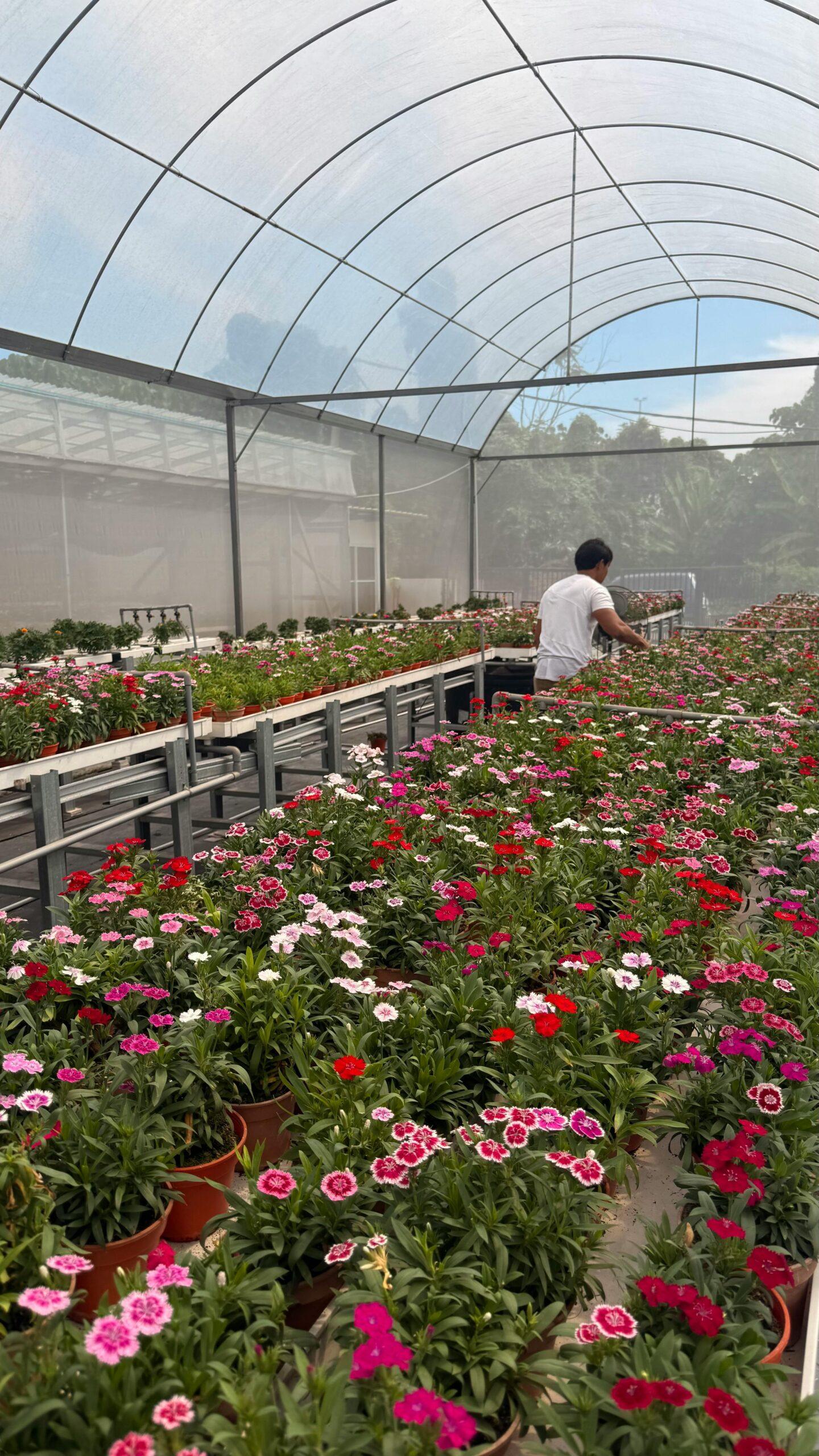 A person working in a vibrant greenhouse full of colorful flowers.