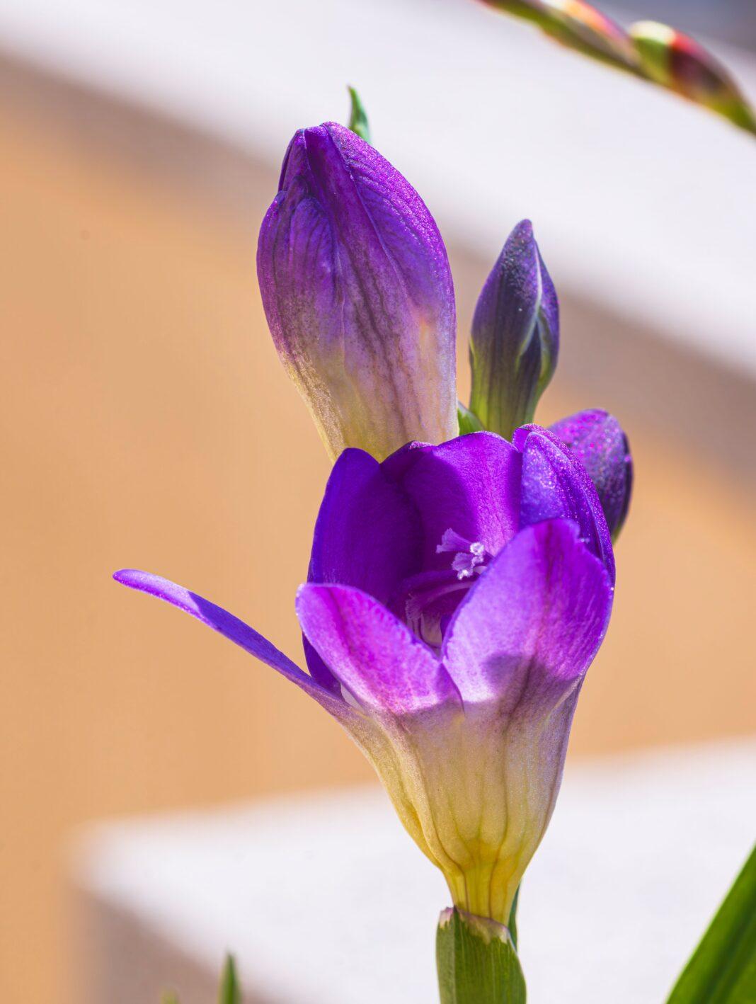 Close-up of a vibrant purple freesia flower blooming in spring sunlight.