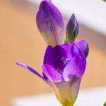Freesia fleur bulbe universelle a planter maison serre ou pleine terre Close-up of a vibrant purple freesia flower blooming in spring sunlight.