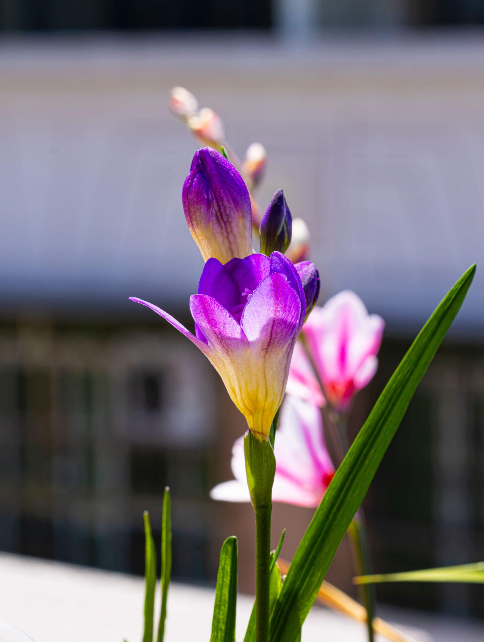 Freesia : une bulbeuse parfumée pour la maison, la serre ou le jardin