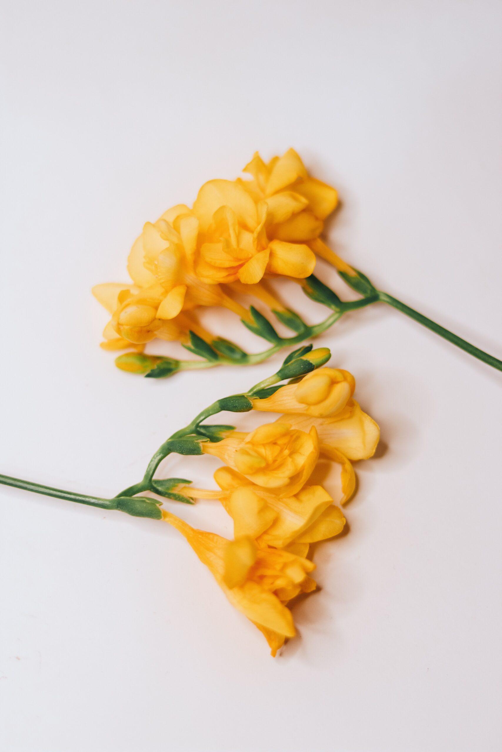 En pleine terre, pas en plein cagnard : le freesia cherche l’ombre légère