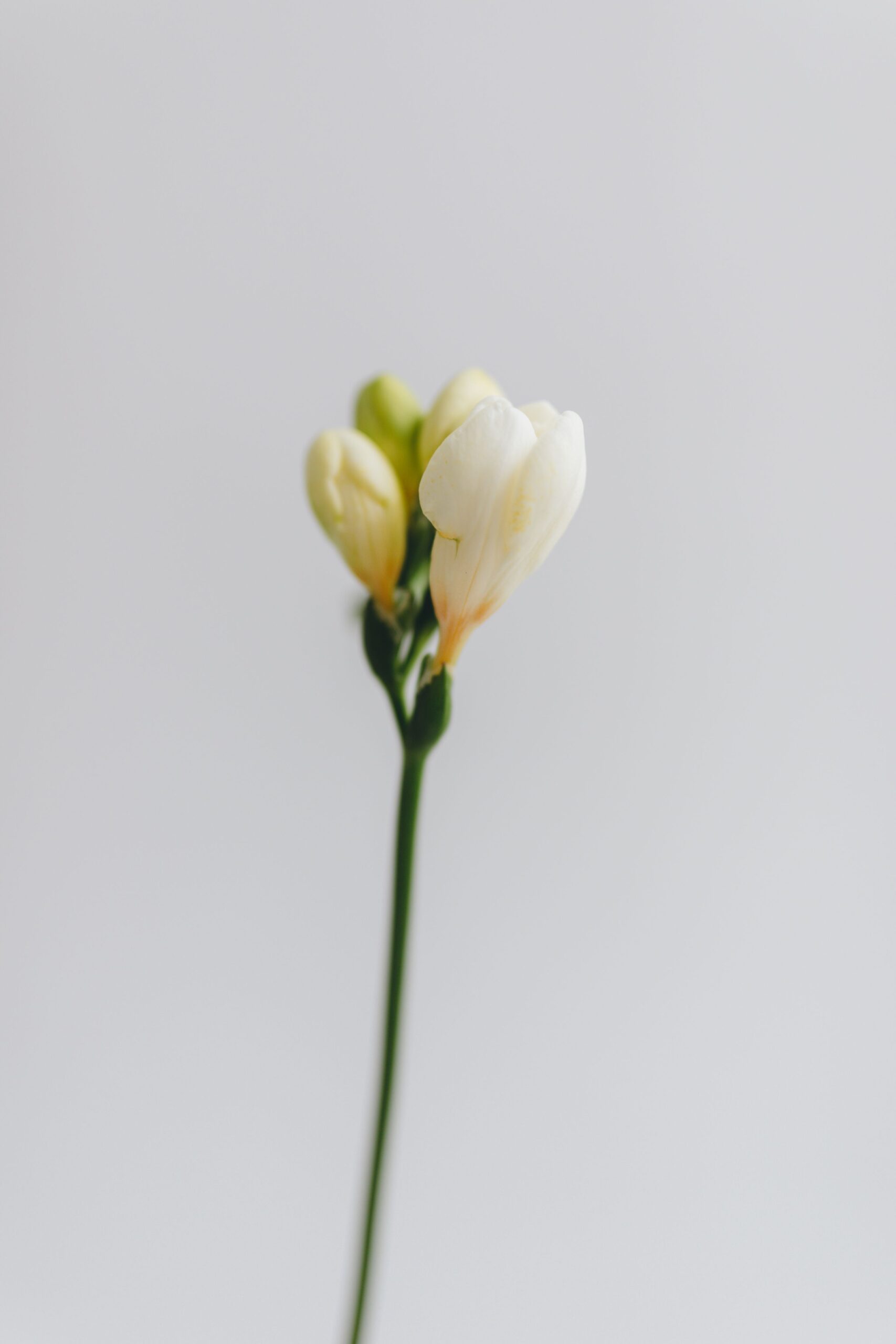 Mai en douceur : quand le freesia prend racine dehors