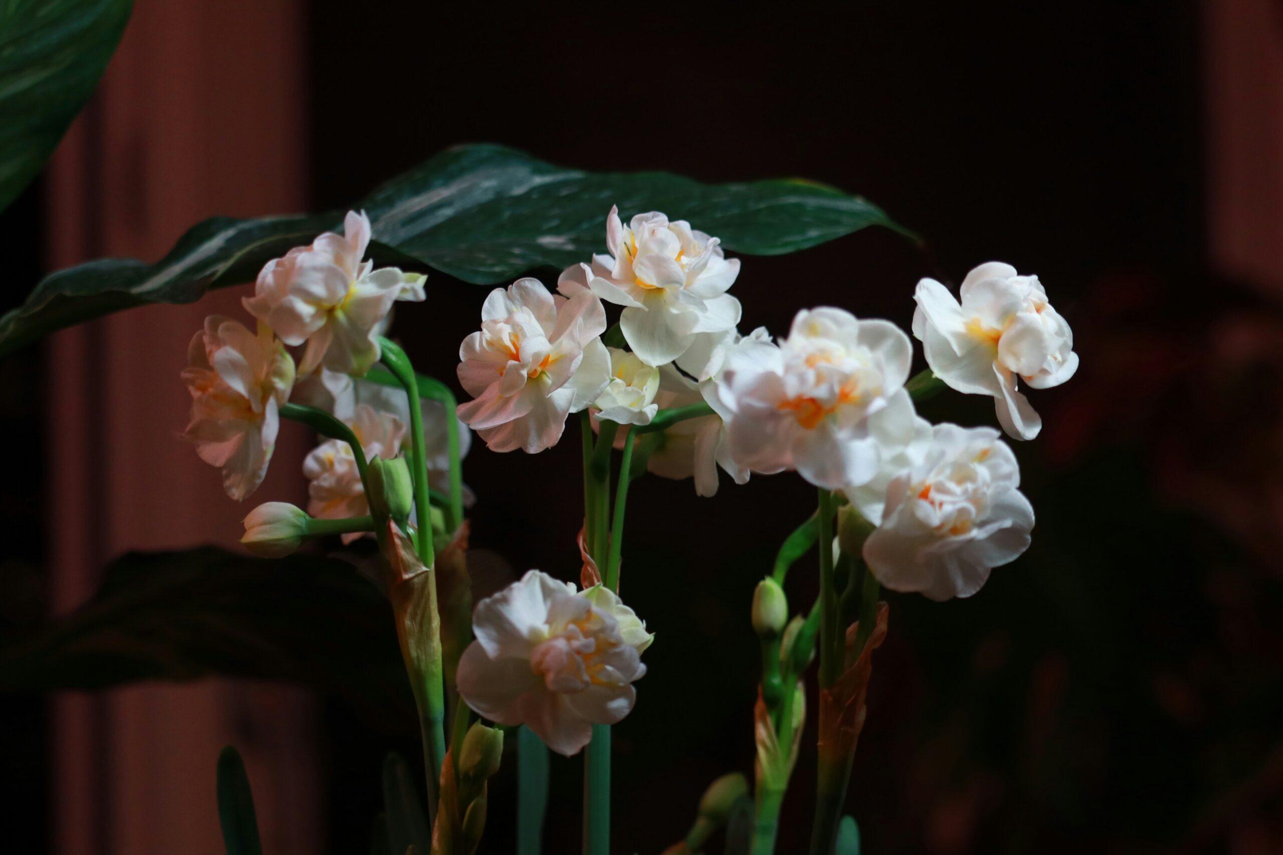 Trois familles,mille parfums : les freesias qui font la différence