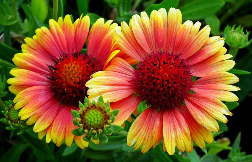 Close-up of vibrant red and yellow Gaillardia flowers in a natural setting.