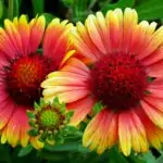 Gaillardia vivace entretien plantation et variétés les plus belles Close-up of vibrant red and yellow Gaillardia flowers in a natural setting.