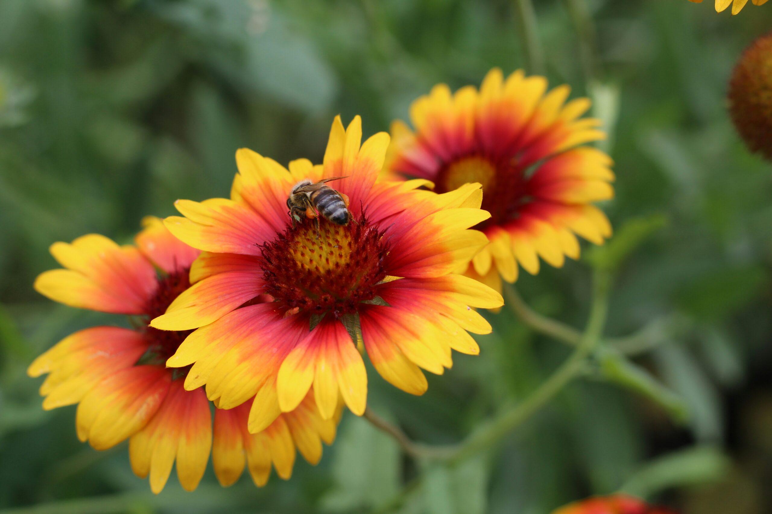 Gaillardia : des marguerites de feu faciles à vivre, même si vous débutez