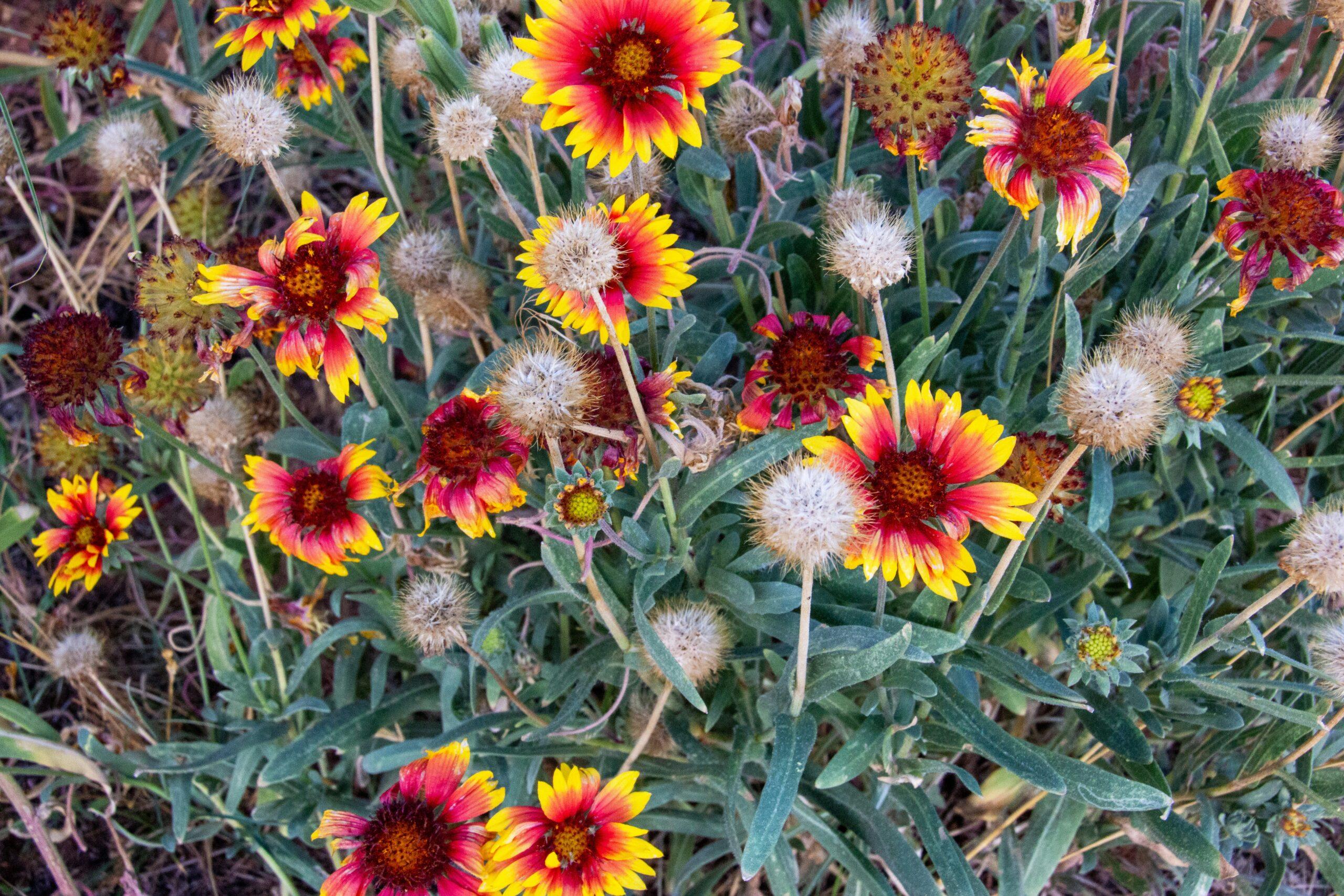 Variétés et espèces : un vrai feu d’artifice