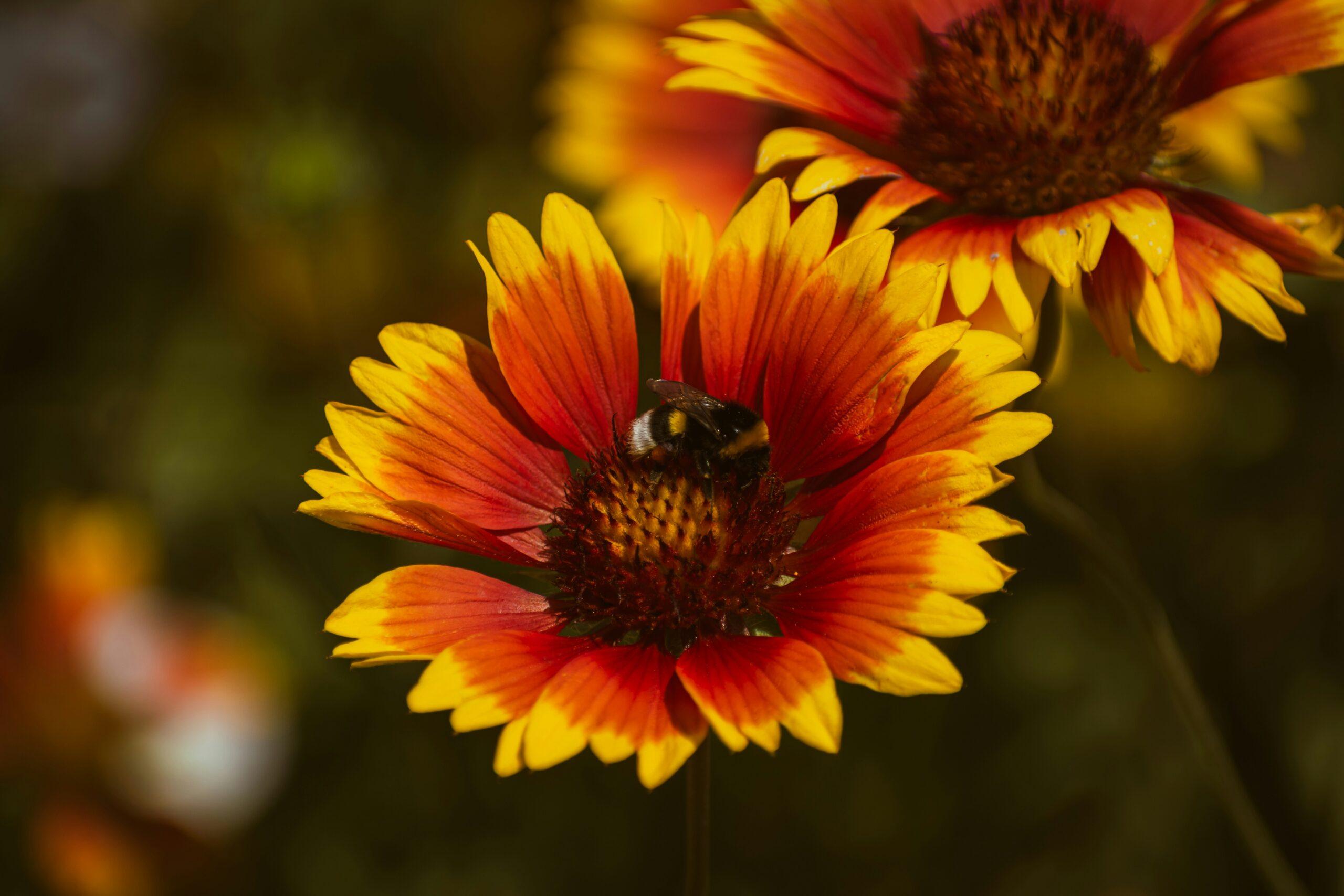Une fleur qui met le feu au décor