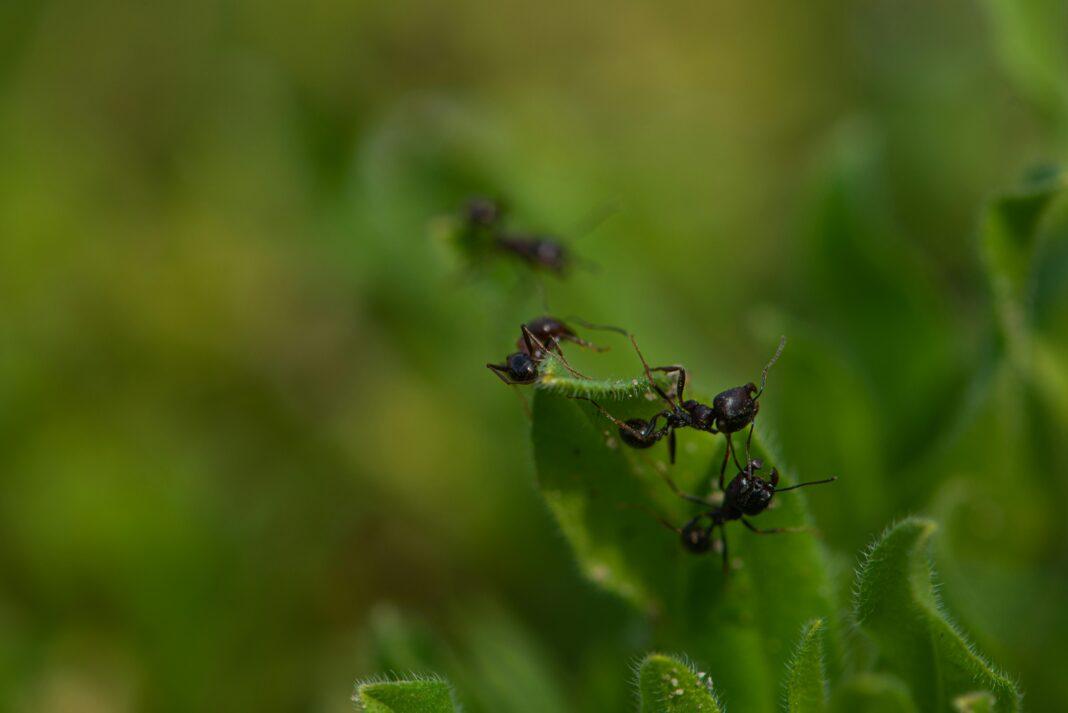 Close-up of black ants exploring a green leaf in a natural setting.