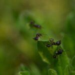 Close-up of black ants exploring a green leaf in a natural setting.