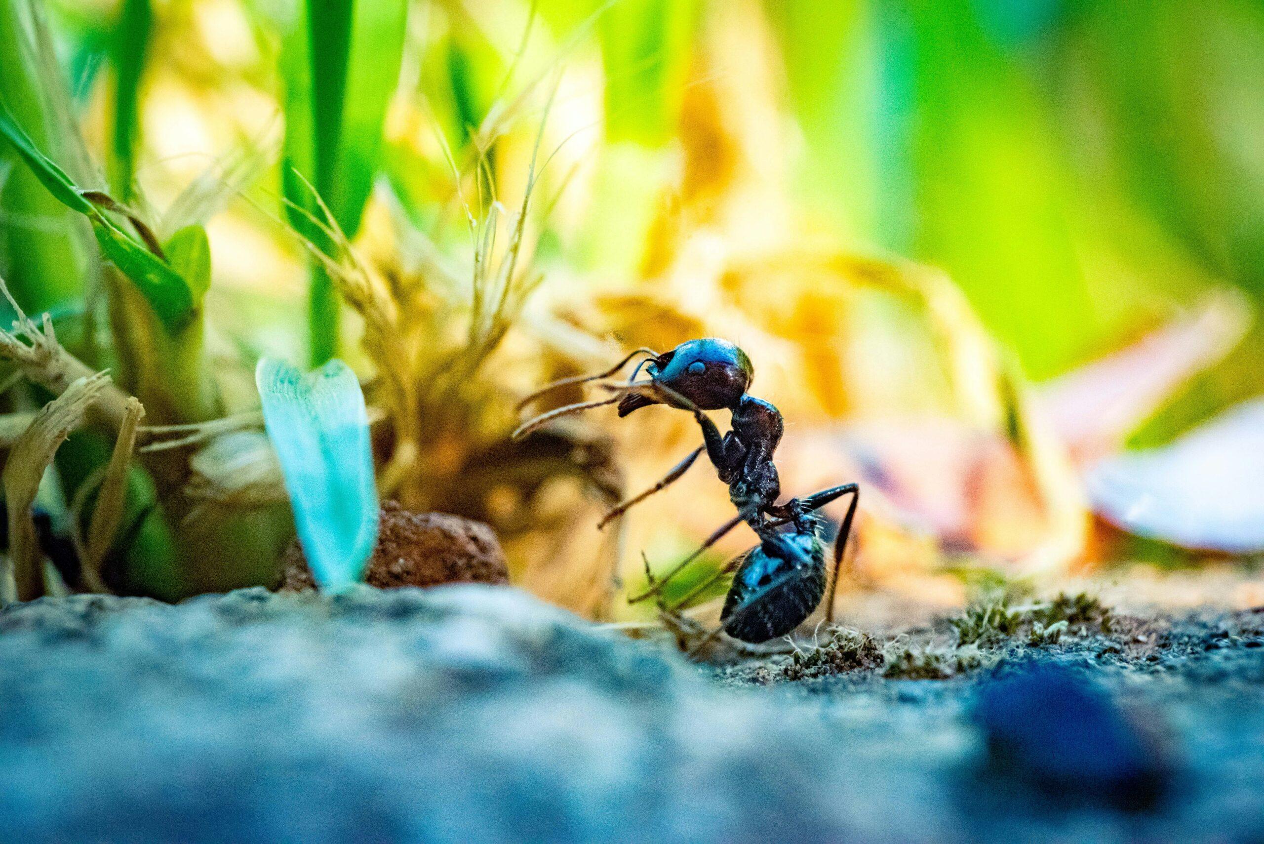 Fourmis ou faux-pas au potager ?