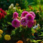 Semer et entretenir les dahlias en pleine terre guide complet A lively display of colorful dahlias in a sunlit garden, showcasing vibrant summer blooms.