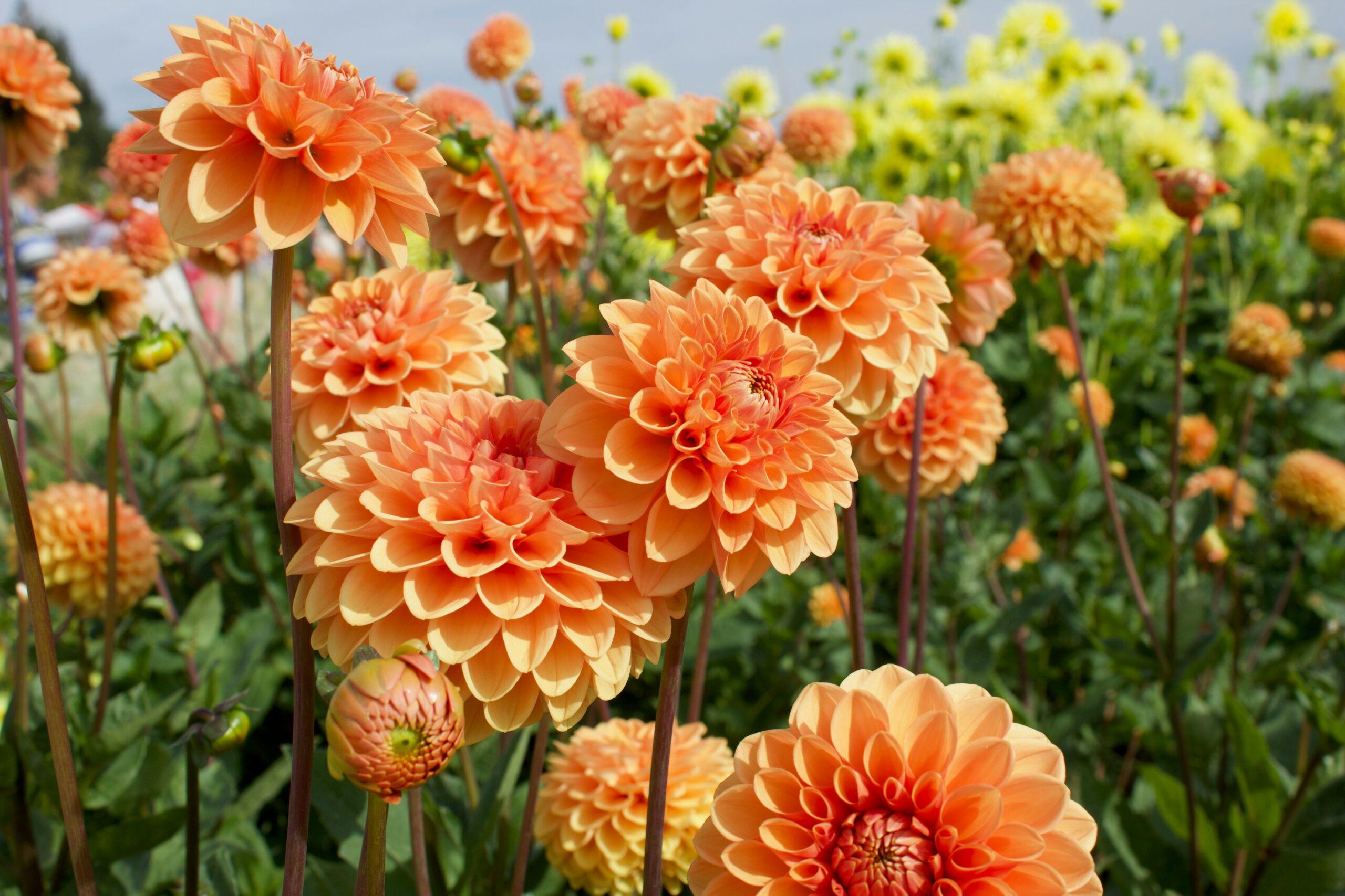 Des dahlias au jardin : belles têtes, vrai boulot