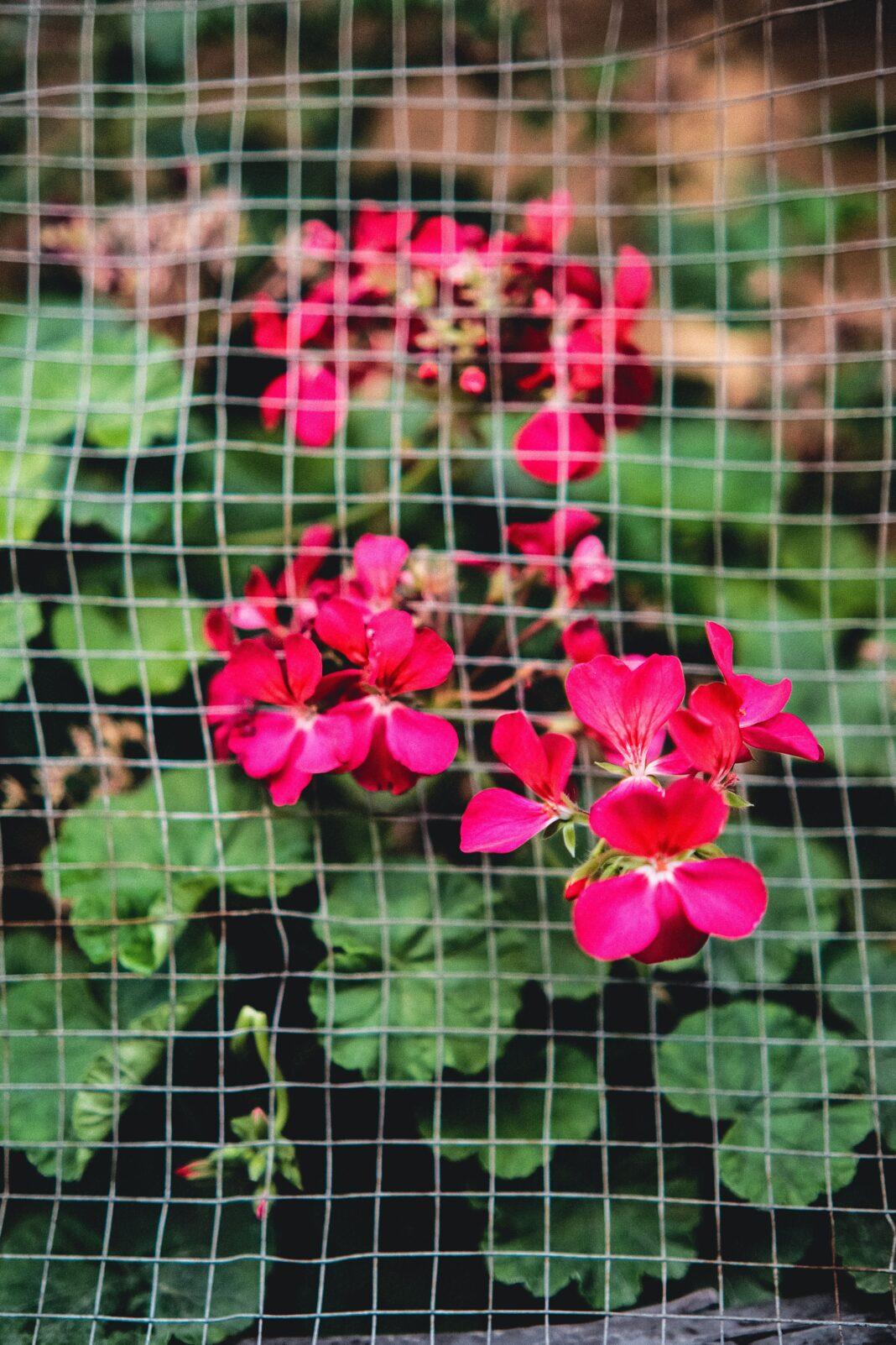 Close-up of bright red geranium flowers behind garden mesh, creating a textured botanical scene.