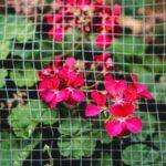 Geraniums de jardin cranesbill description culture et variates populaires Close-up of bright red geranium flowers behind garden mesh, creating a textured botanical scene.