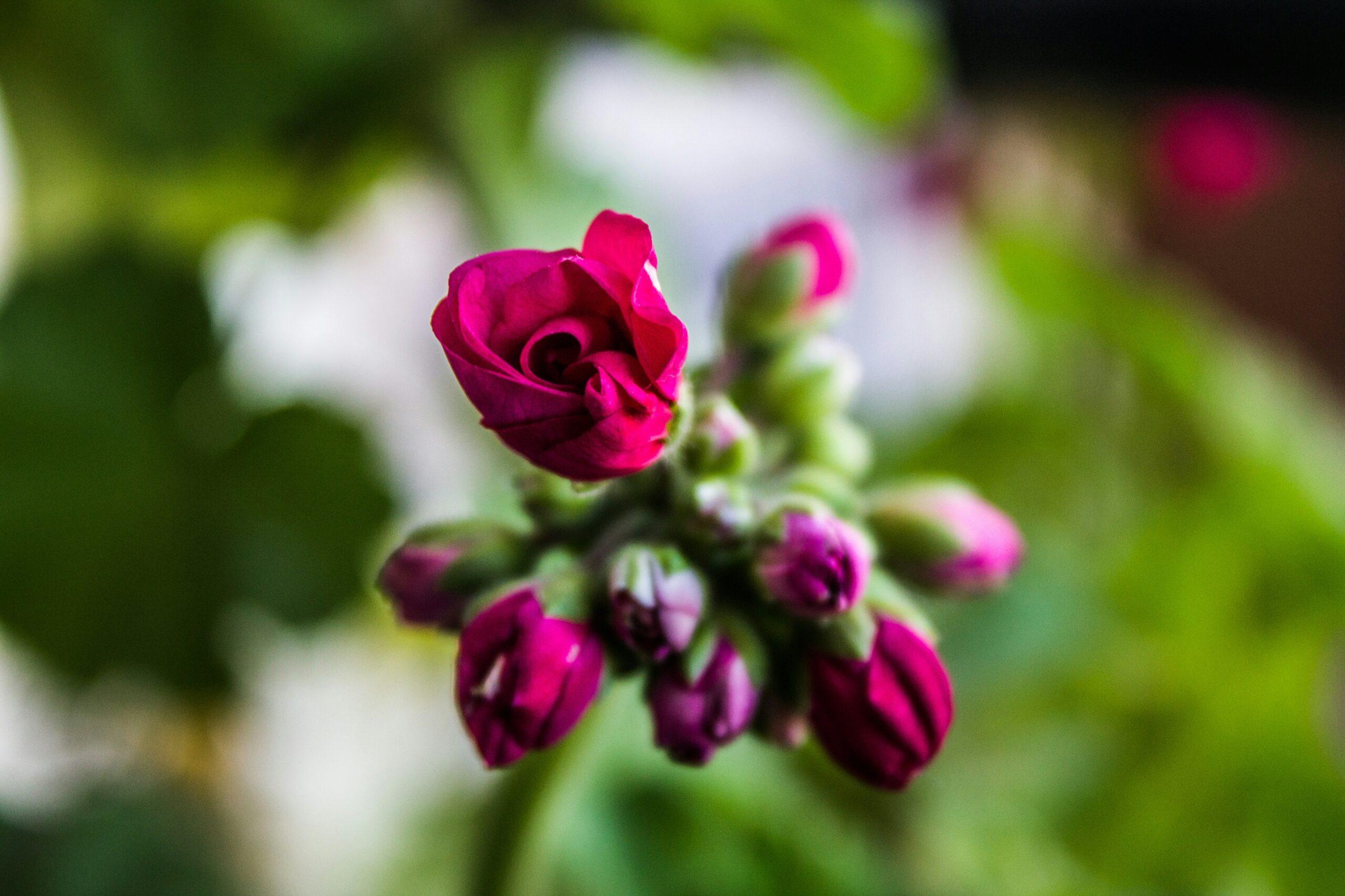 feuilles, fleurs et touffes : le géranium sans faux-semblants