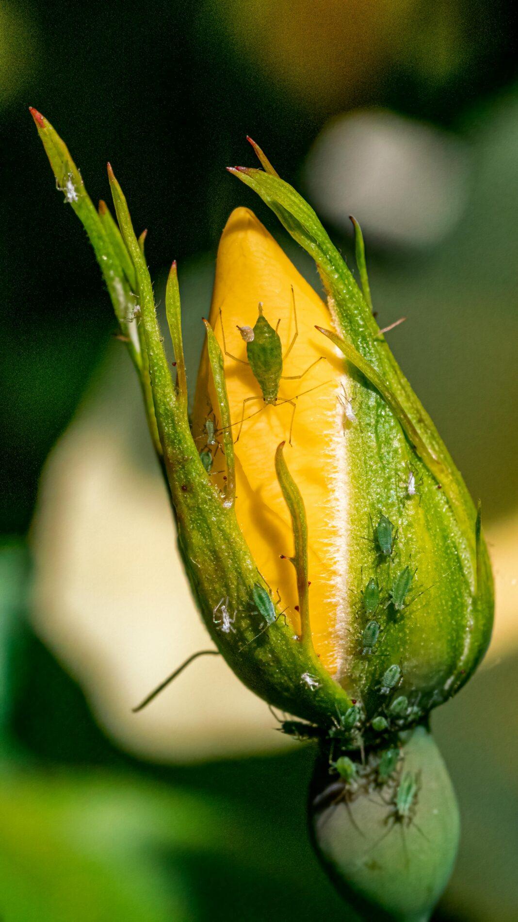 Close-up of green aphids on a yellow flower bud in nature, showcasing insect behavior.