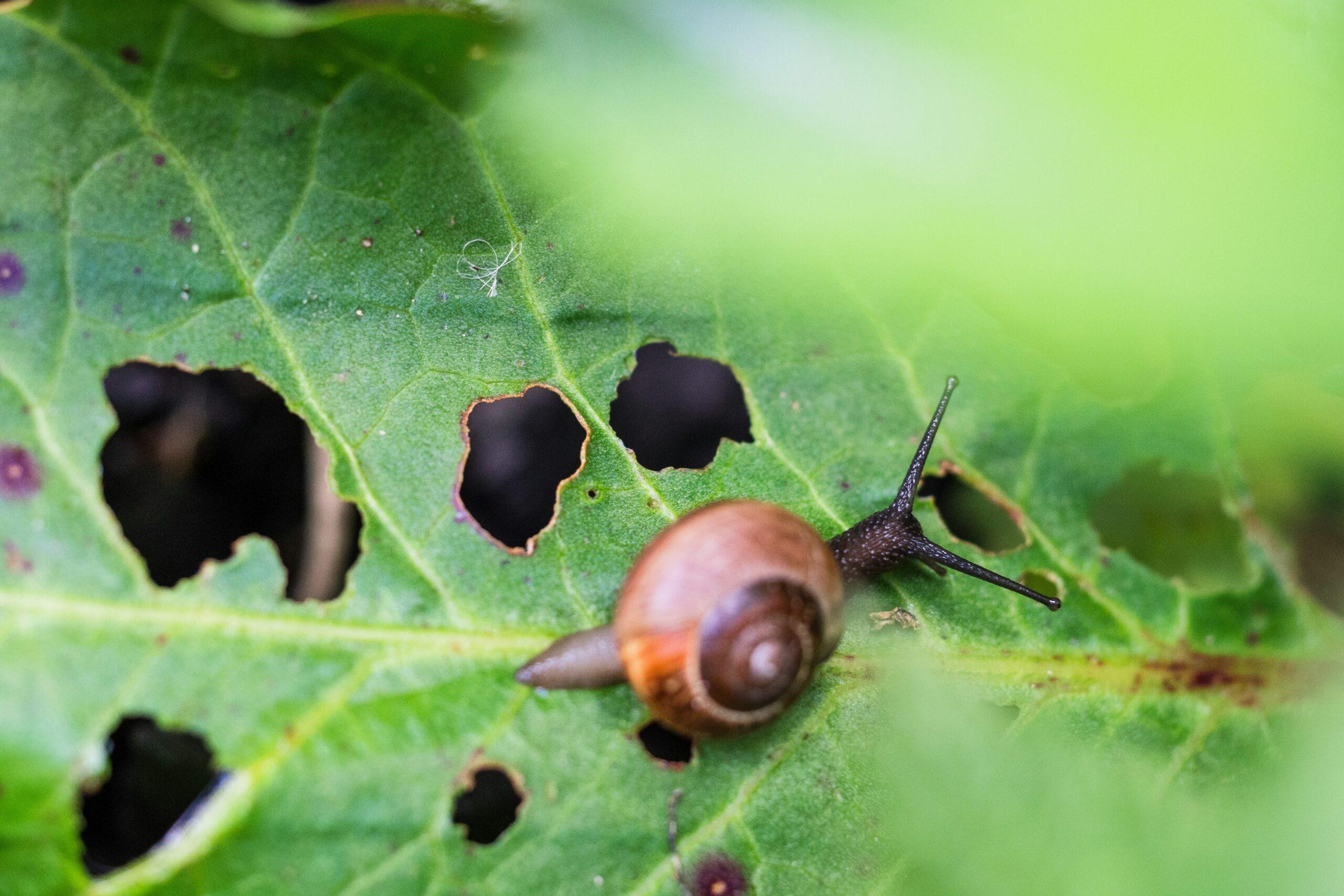 Plantes, poudres et décoctions : le placard du jardinier malin