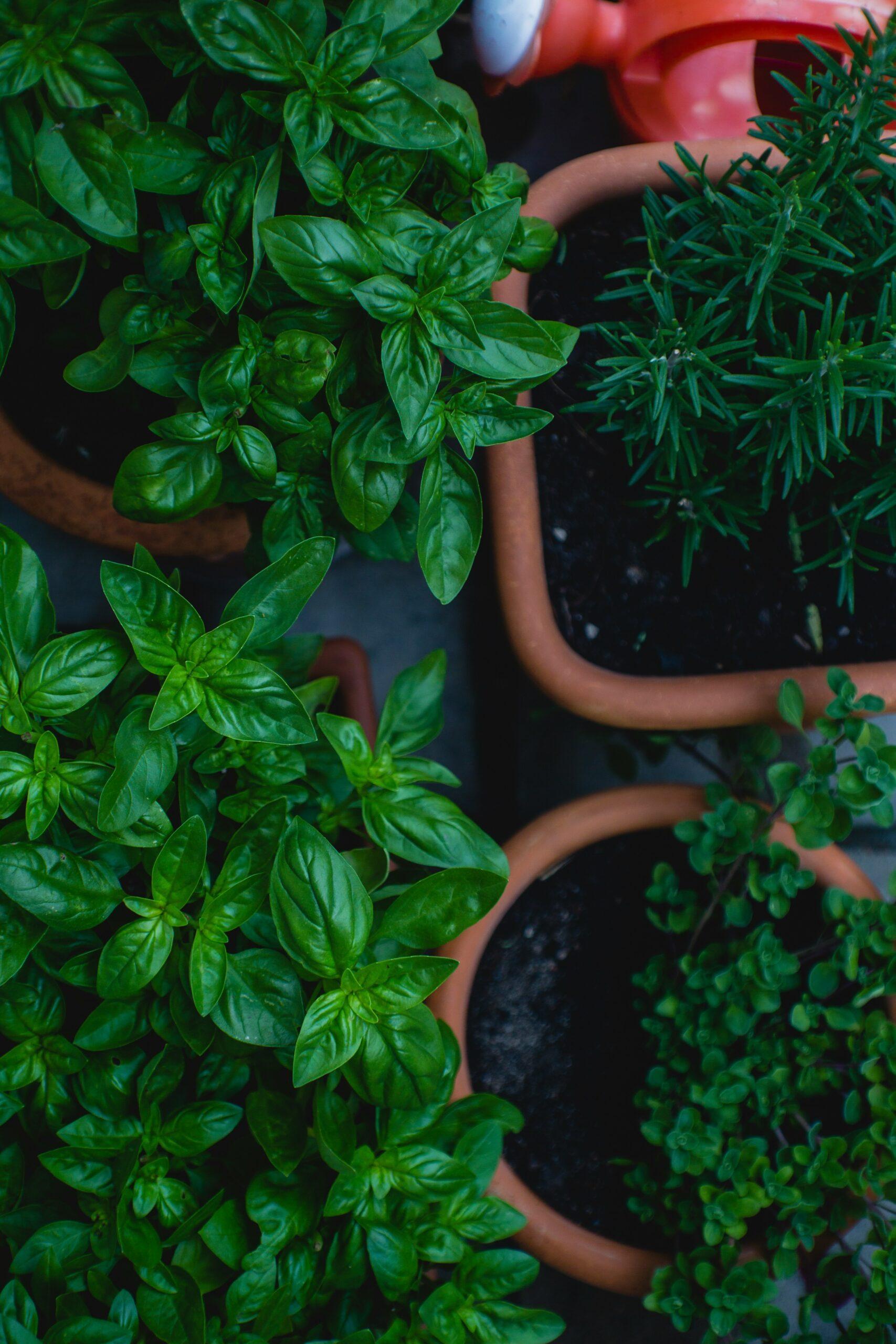 Planter sans noyer la touffe : la lumière, le drainage et un peu de jugeote