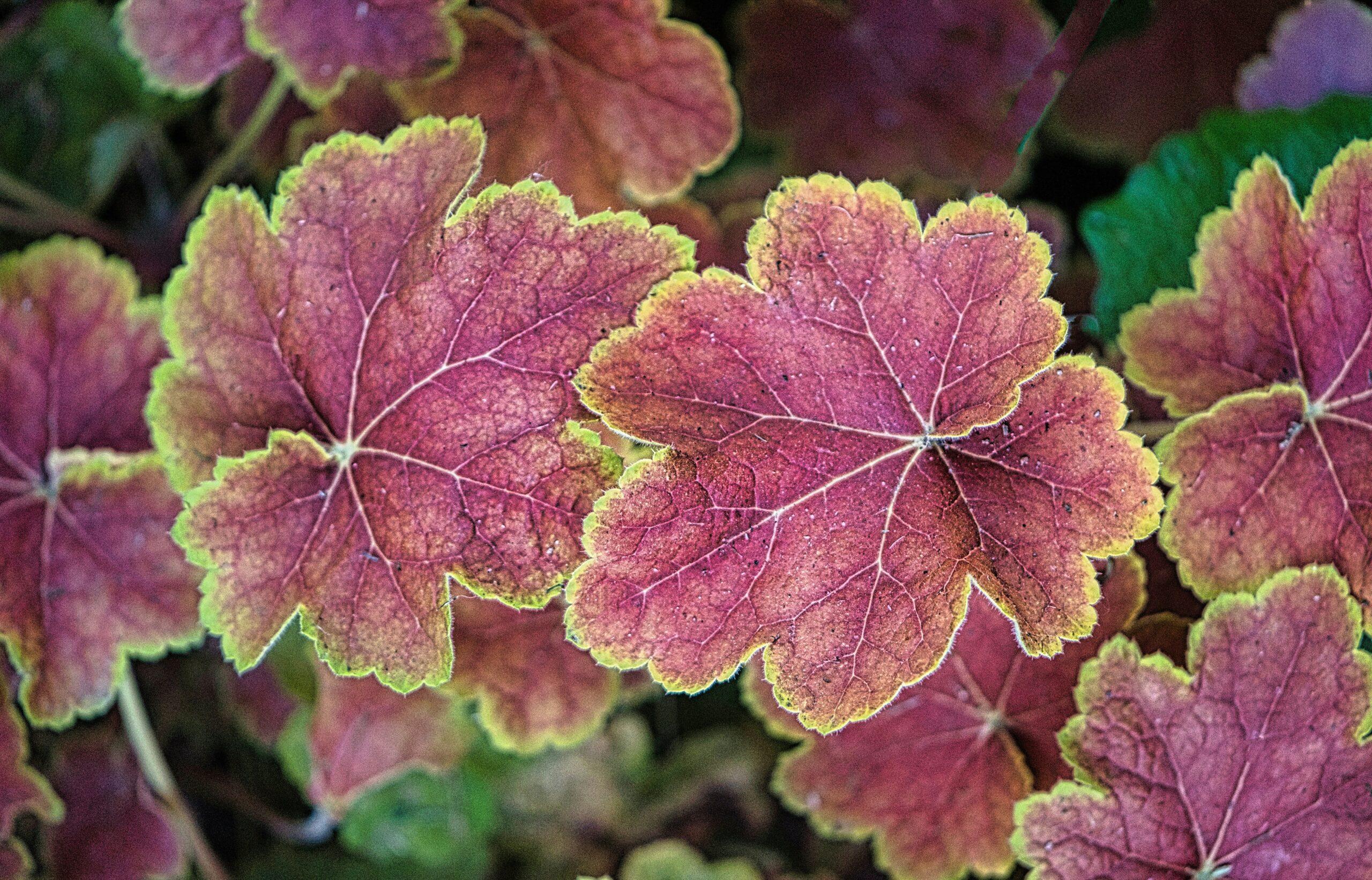 Heuchera : le feuillage qui fait le show, sans en faire des tonnes