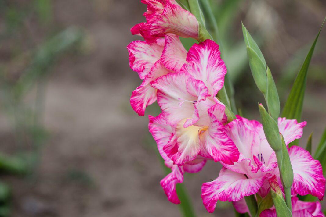 Close-up of vibrant pink gladiolus flowers in full bloom, showcasing intricate petals.
