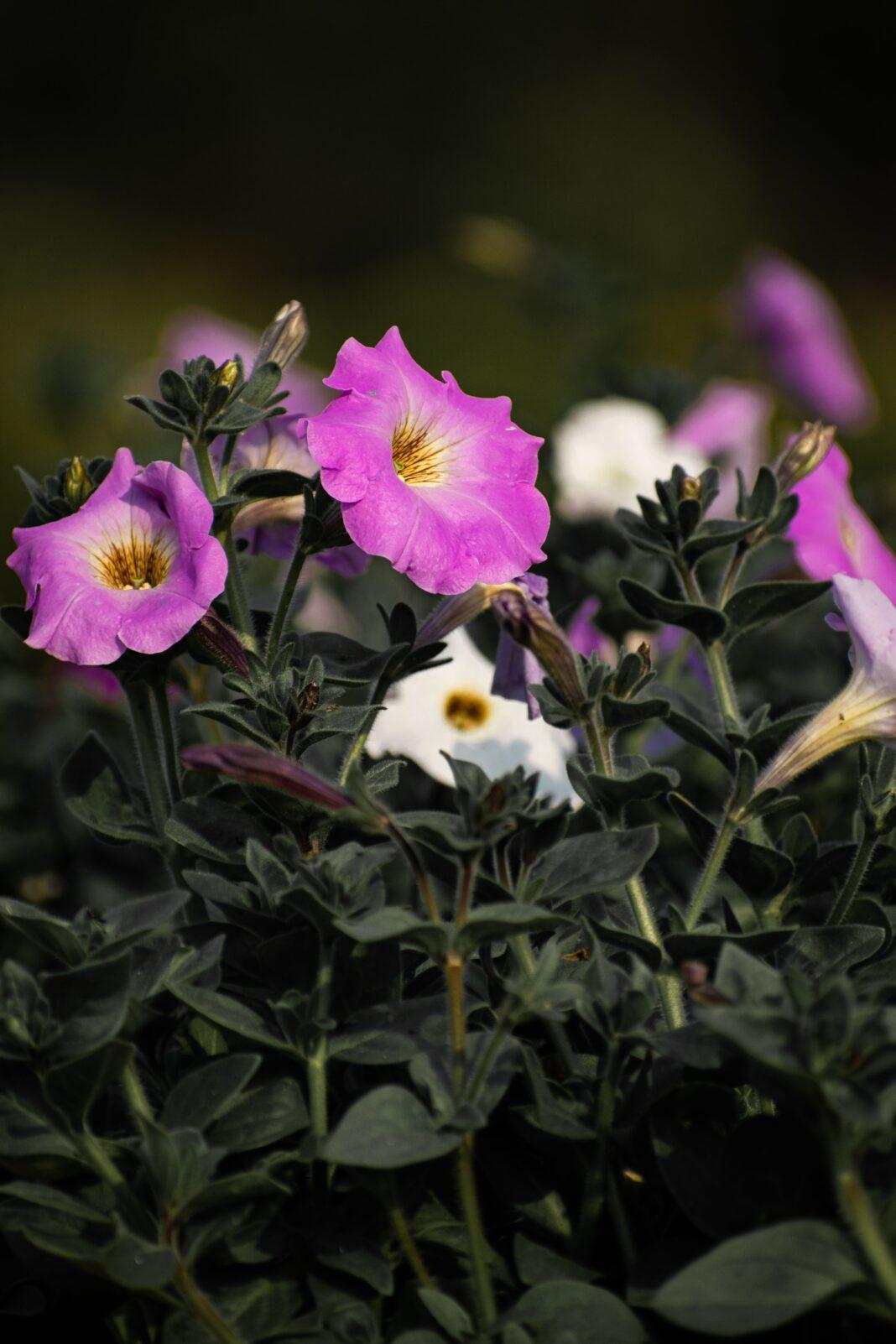 Beautiful pink hardy gloxinia flowers in full bloom, captured in a lush garden setting.