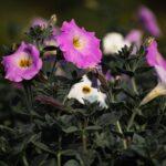 Entretien du gloxinia a la maison guide complet pour debutants Beautiful pink hardy gloxinia flowers in full bloom, captured in a lush garden setting.