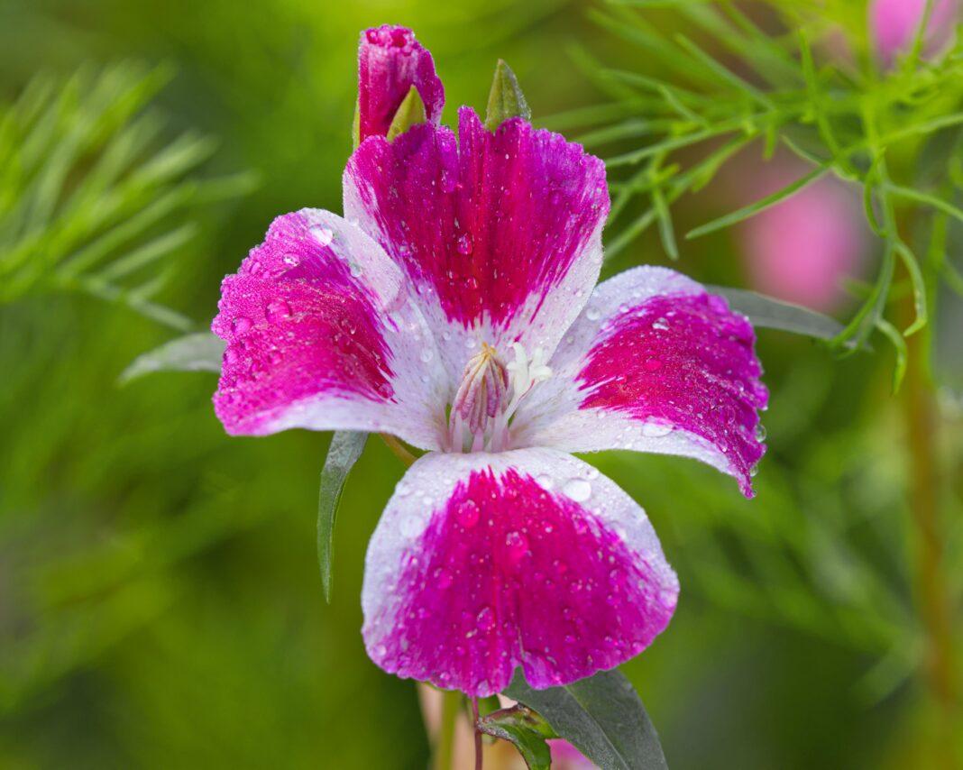 Close-up of a vibrant pink godetia flower with dew droplets in a lush garden setting.