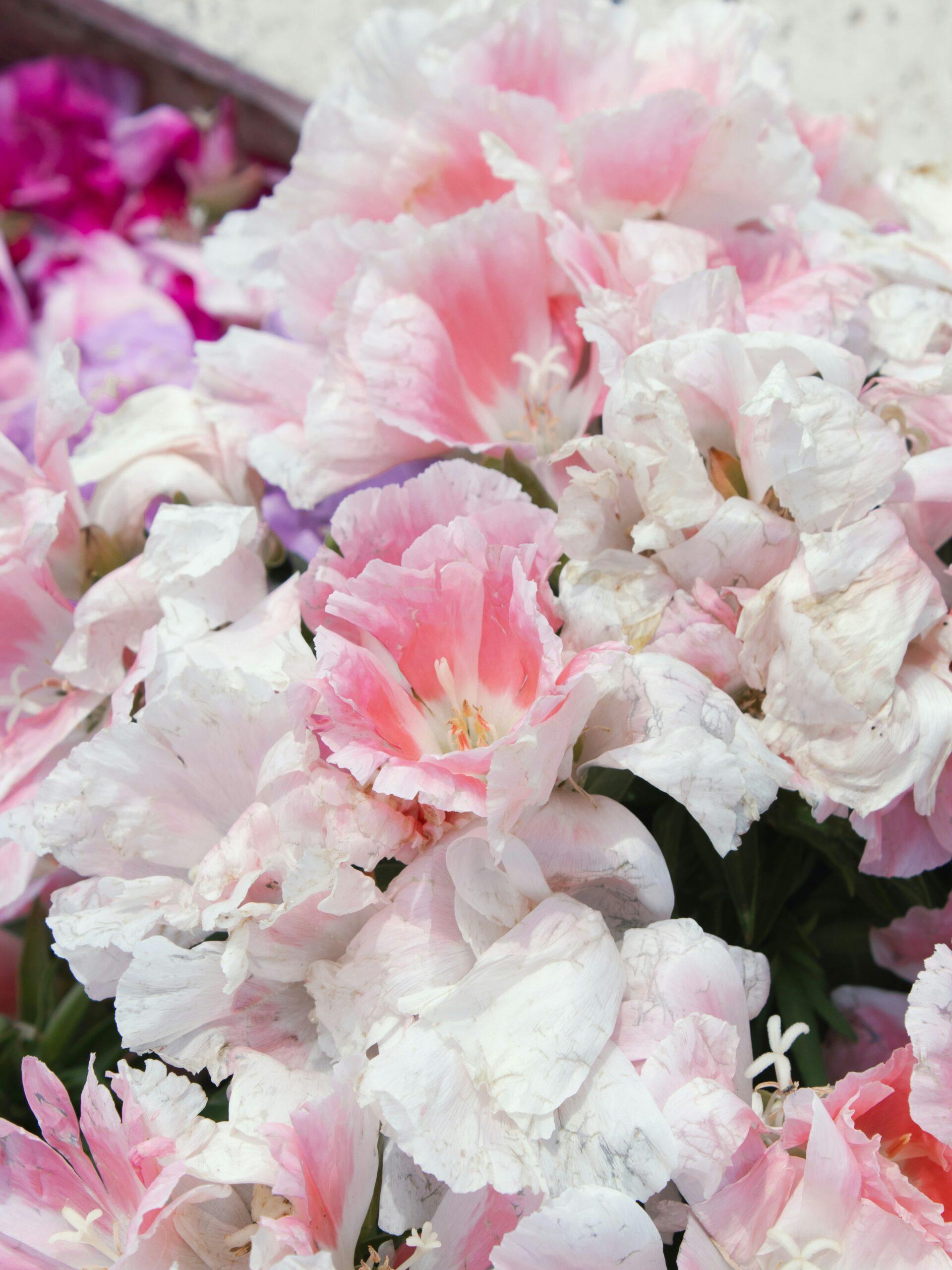 Godetia : une fleur légère, mais pas si fragile, au jardin
