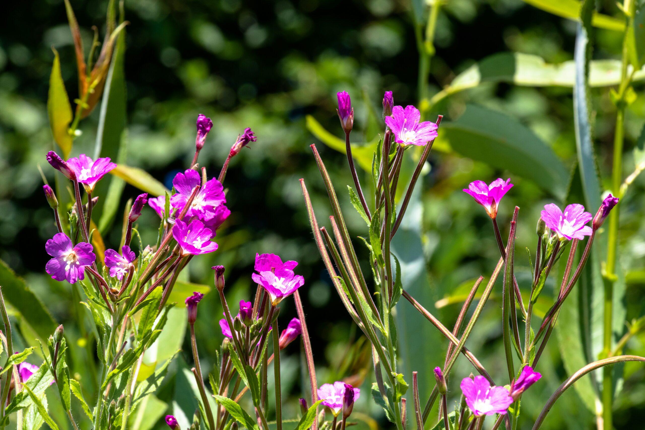 Fleurs en fanfare,tiges en douceur