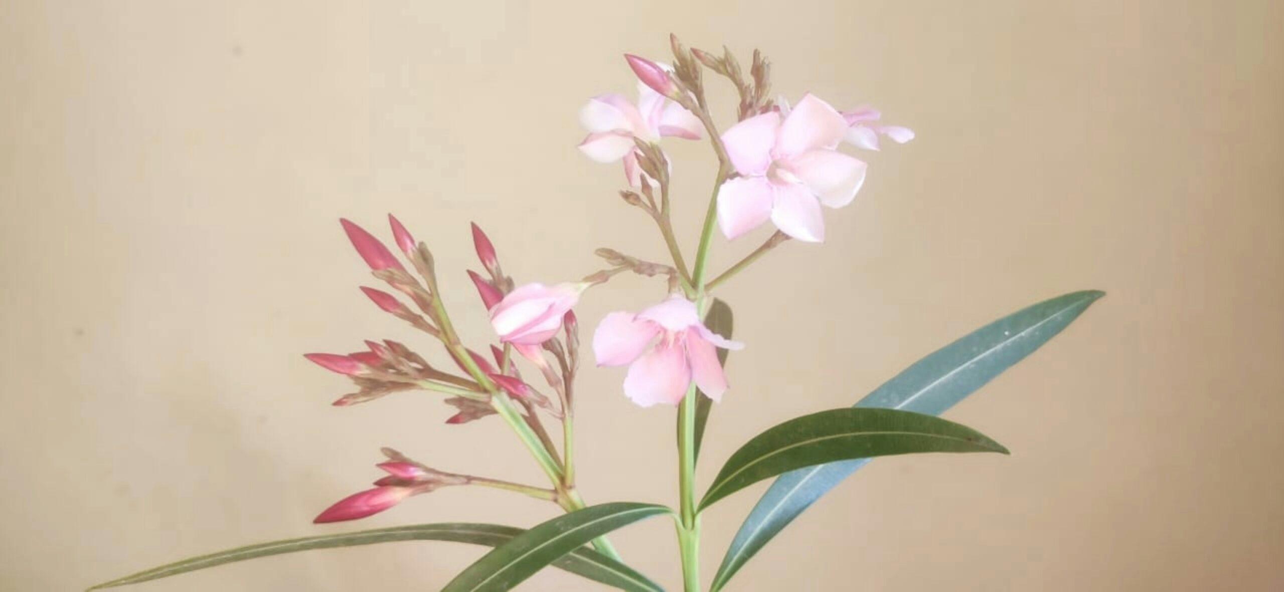 Semer tôt pour fleurir plus vite, ou patienter un peu