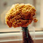 Helichrysum Immortelle Soleil dore plantation entretien et variétés Vibrant yellow immortelle flowers in a glass vase. Perfect for home decor and floral photography.