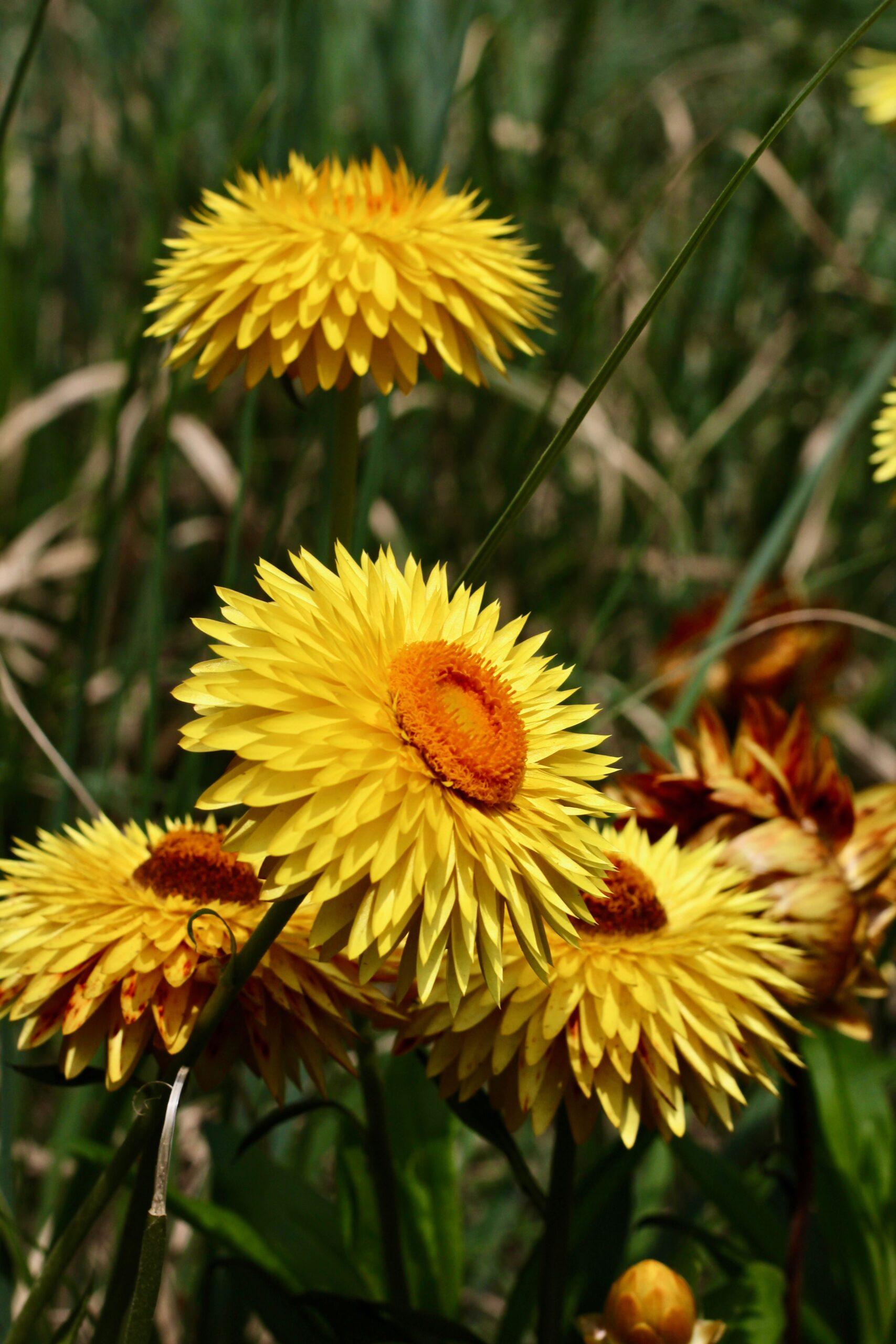 Corbeilles dorées et feuilles argentées
