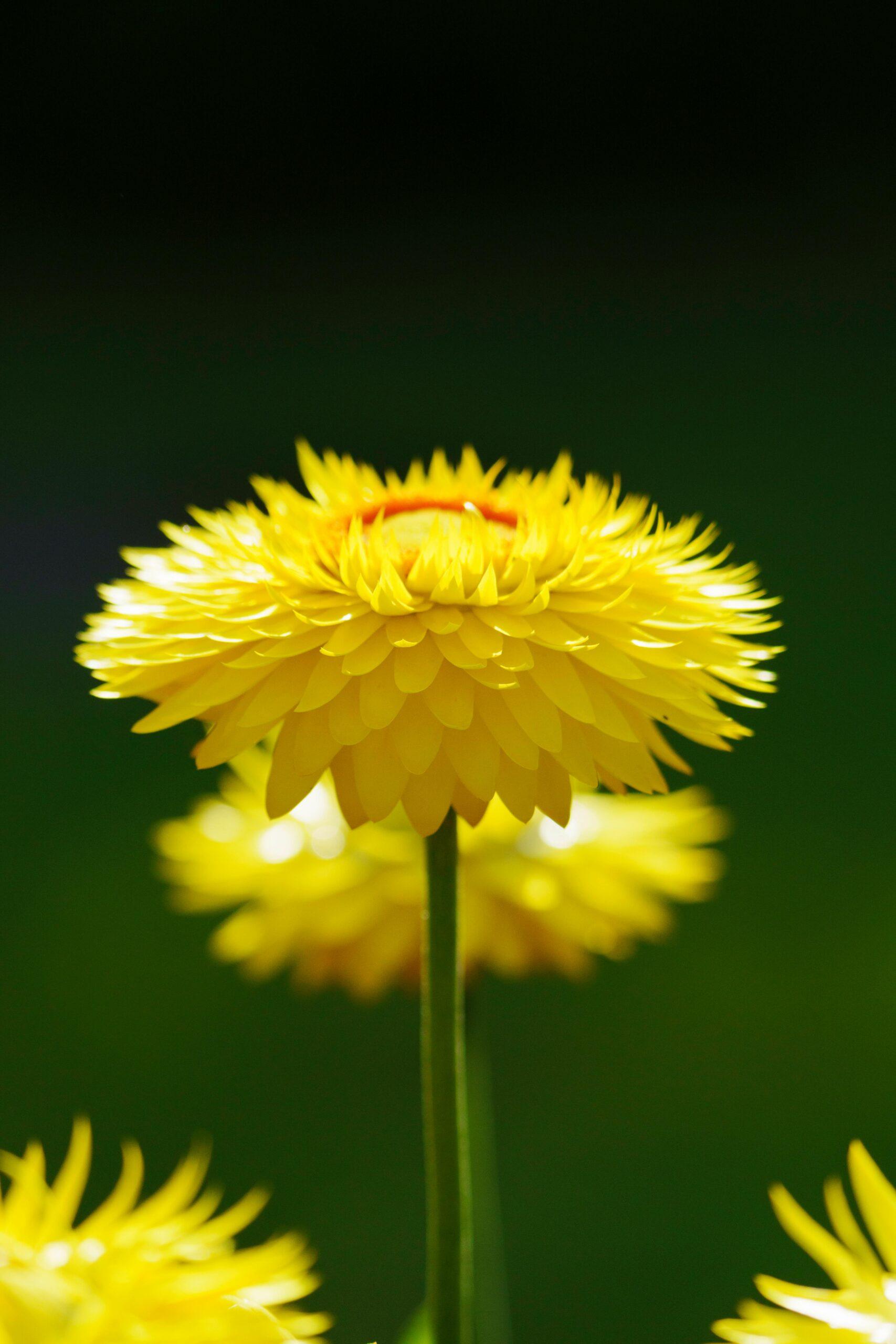 L’hélichryse, soleil d’or du jardin sec