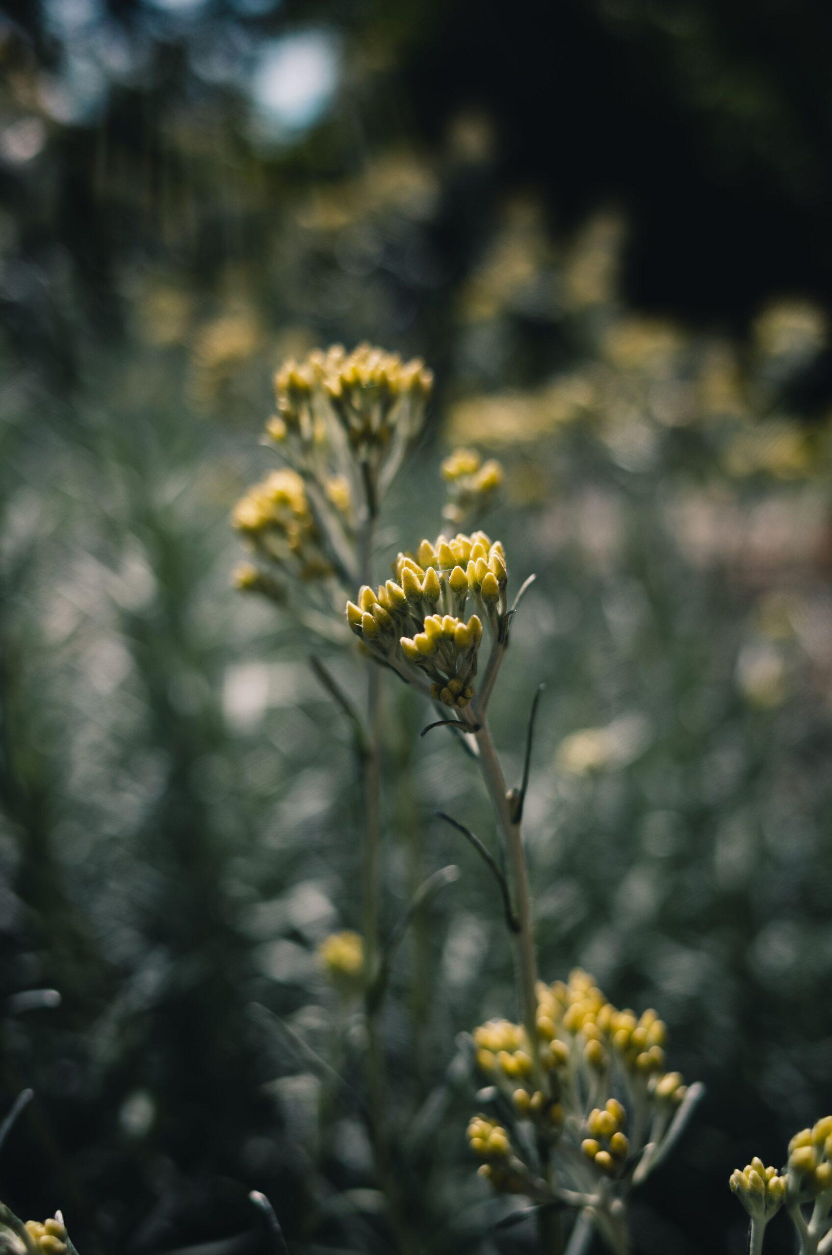 Une fleur qui ne fait pas semblant d’aimer le soleil