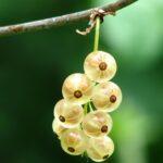 Traitement printanier des groseilles et groseilles à maquereau contre maladies et ravageurs debutants Lush ripe gooseberries hanging on a branch with a vibrant green background.